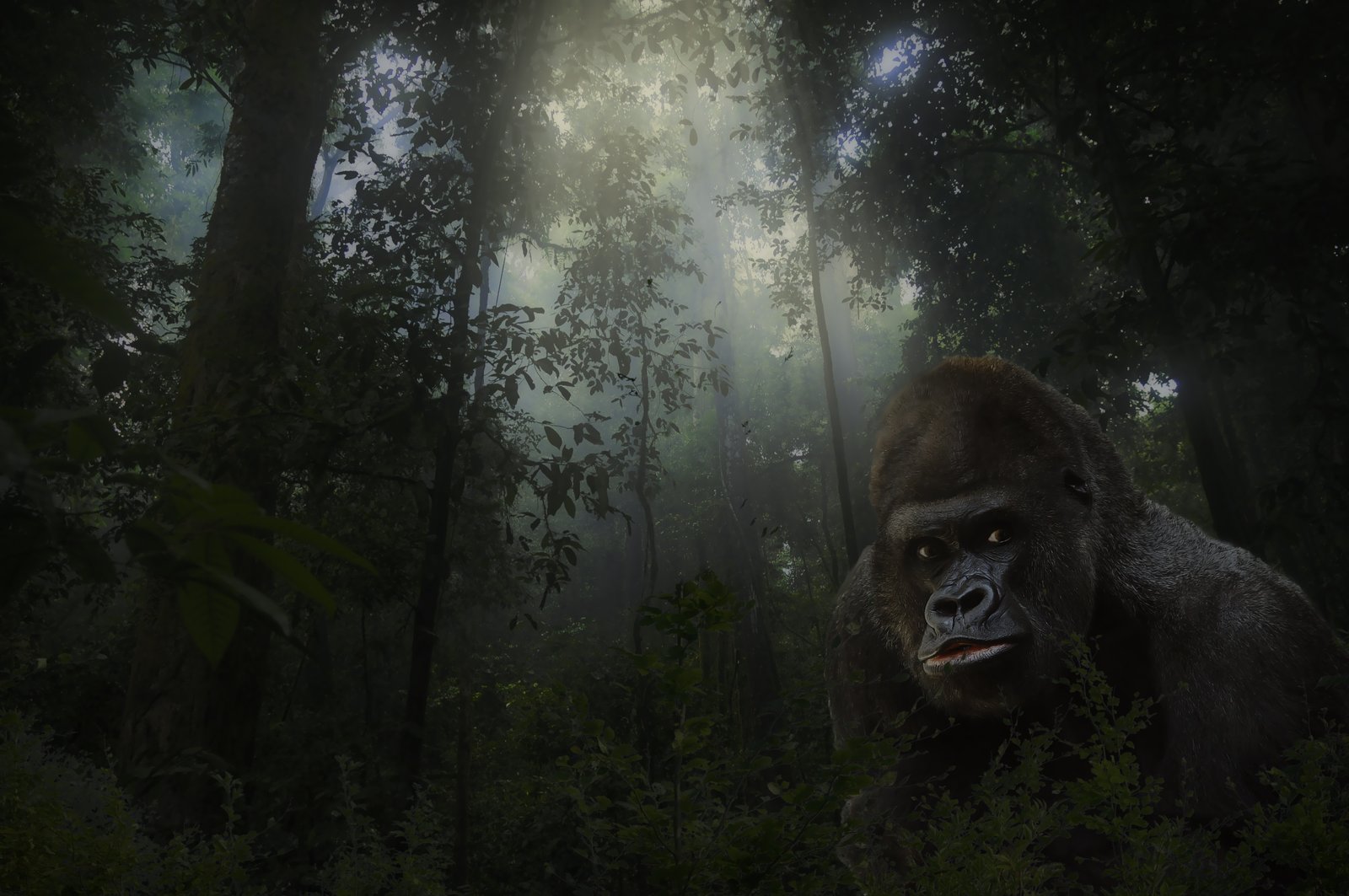 gorilla under green trees silver back animal mammal wildlife 2k 4k