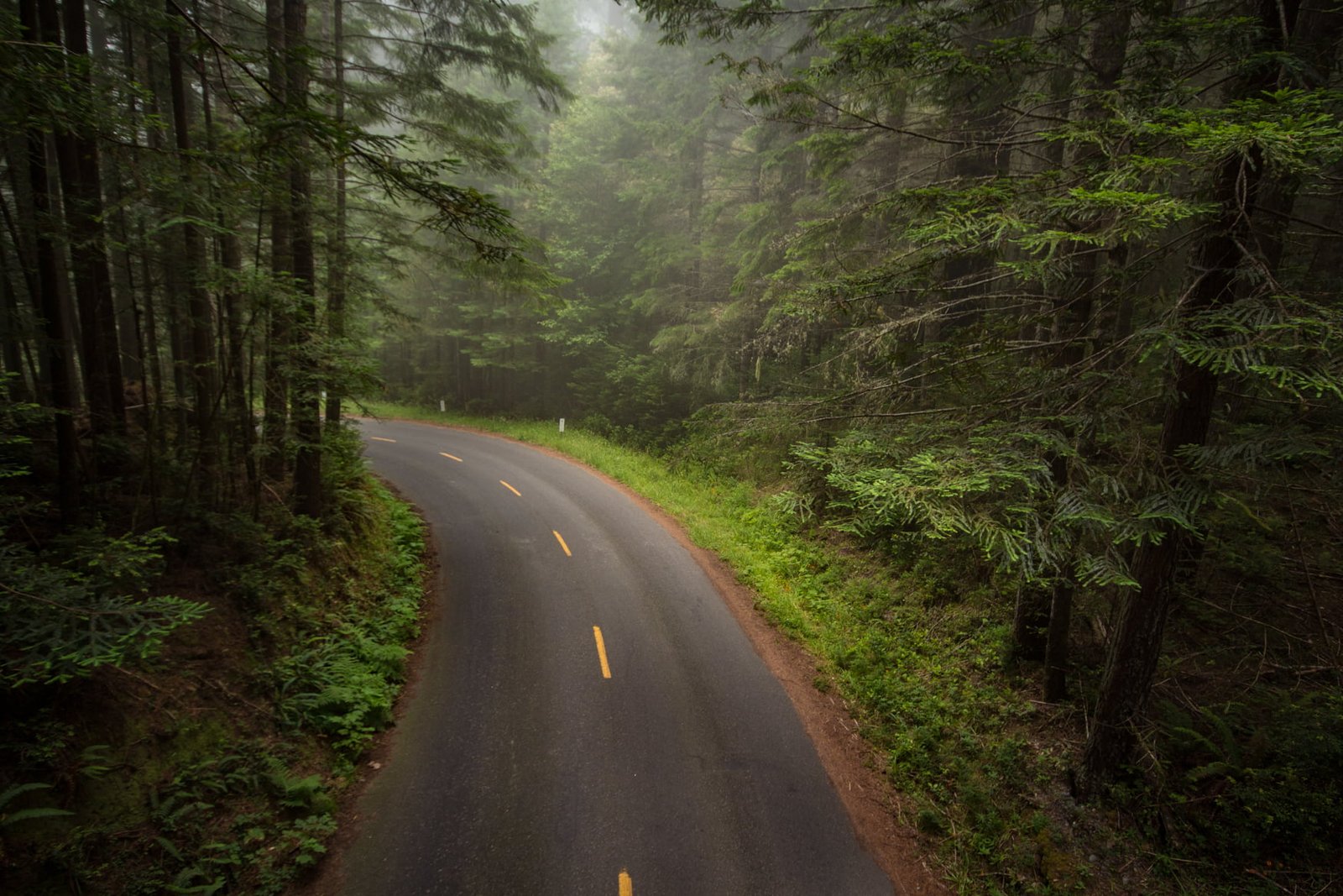 gray concrete road surrounded with green trees Mystical redwoods 2k