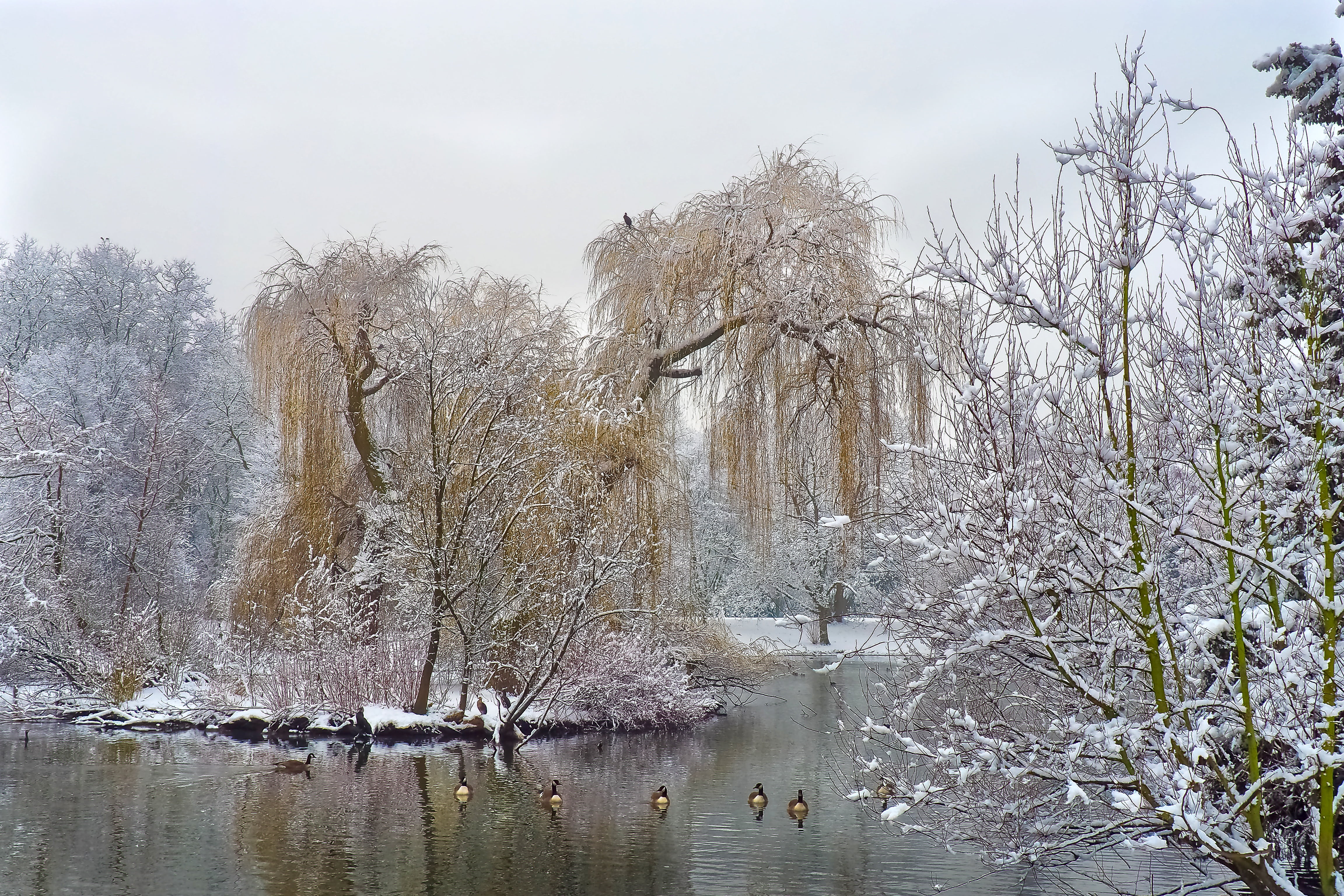 green leaf trees covered with snow winter wintry white cold 2k 4k 5k