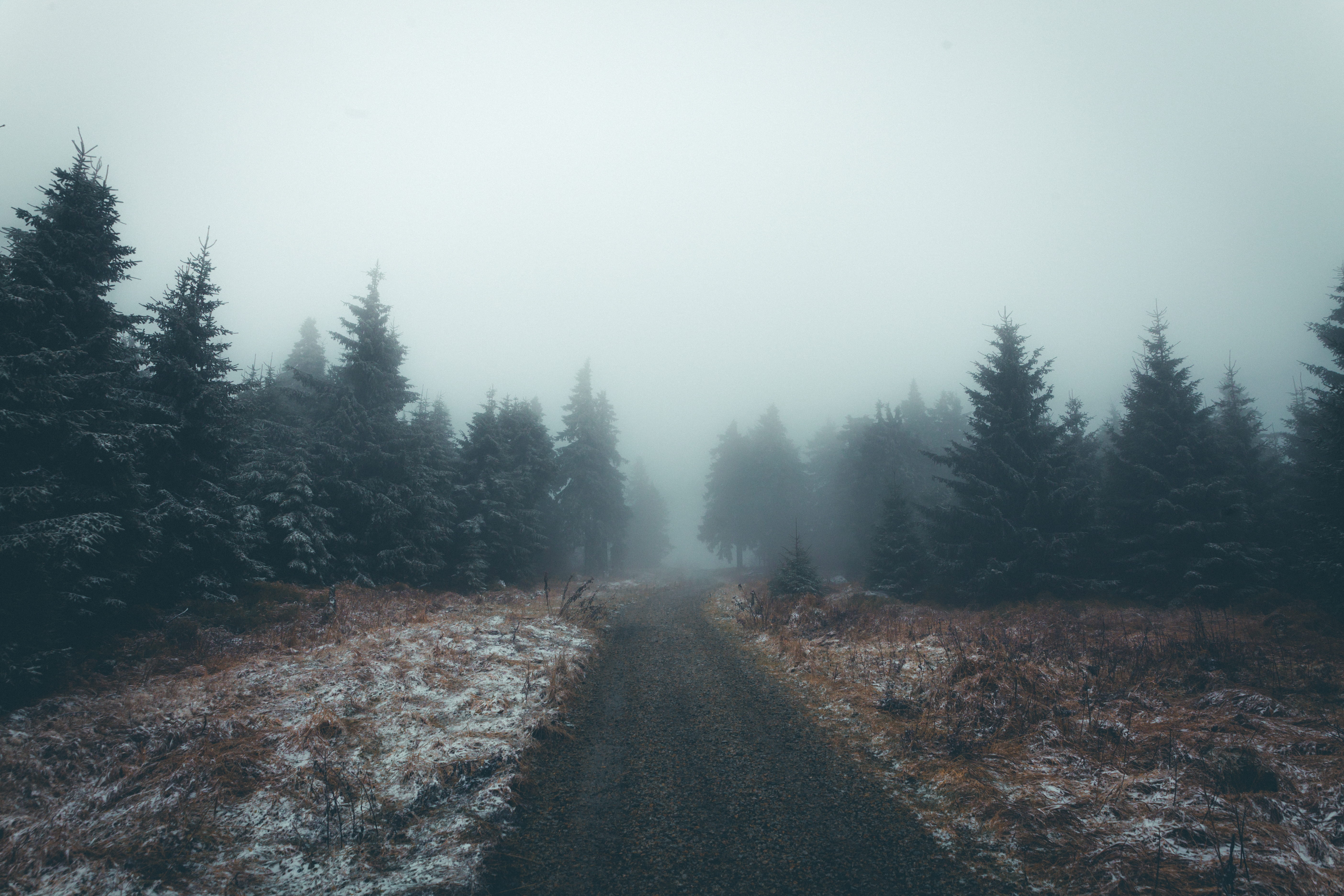 grey forest fog tree path road outdoor hiking mountain 2k 4k 5k