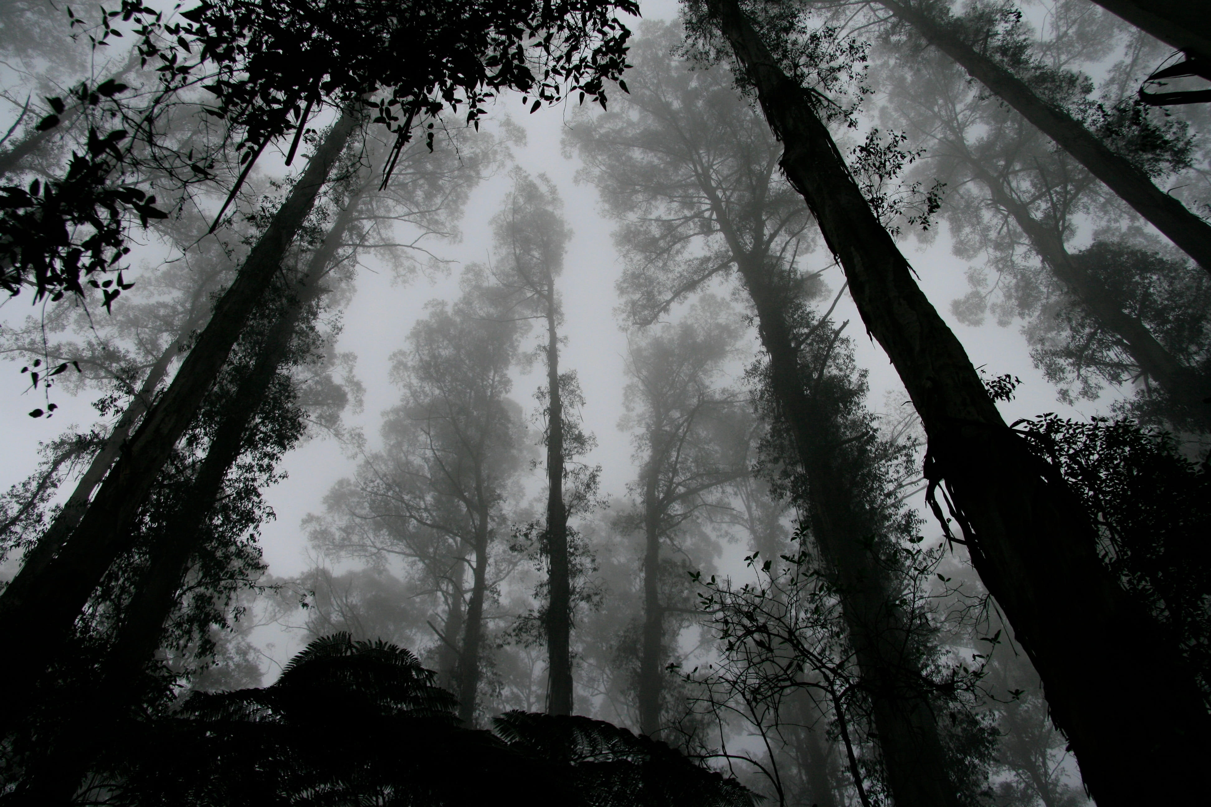 low angle grayscale photography of forest foggy misty trees 2k 4k