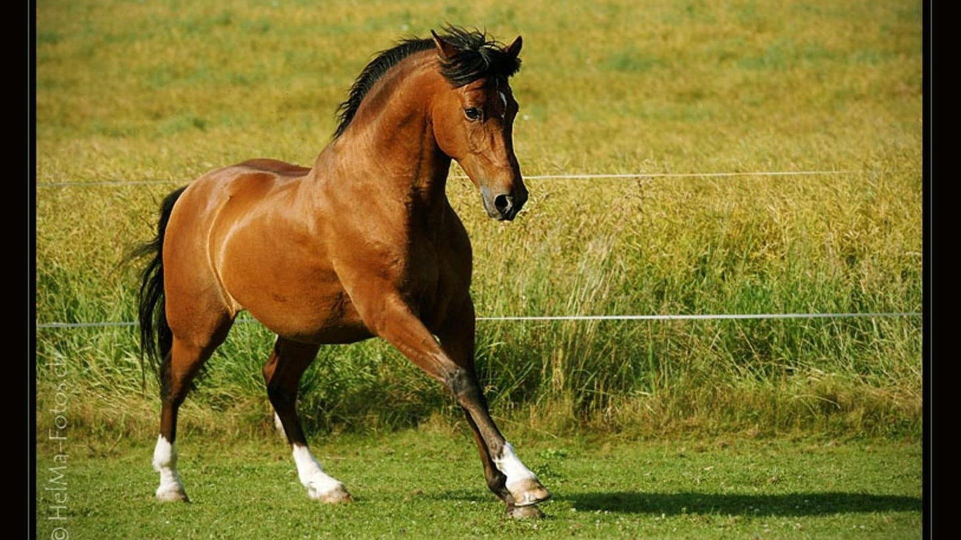 Mystic Bay horses meadow bay horse animals nature 2k
