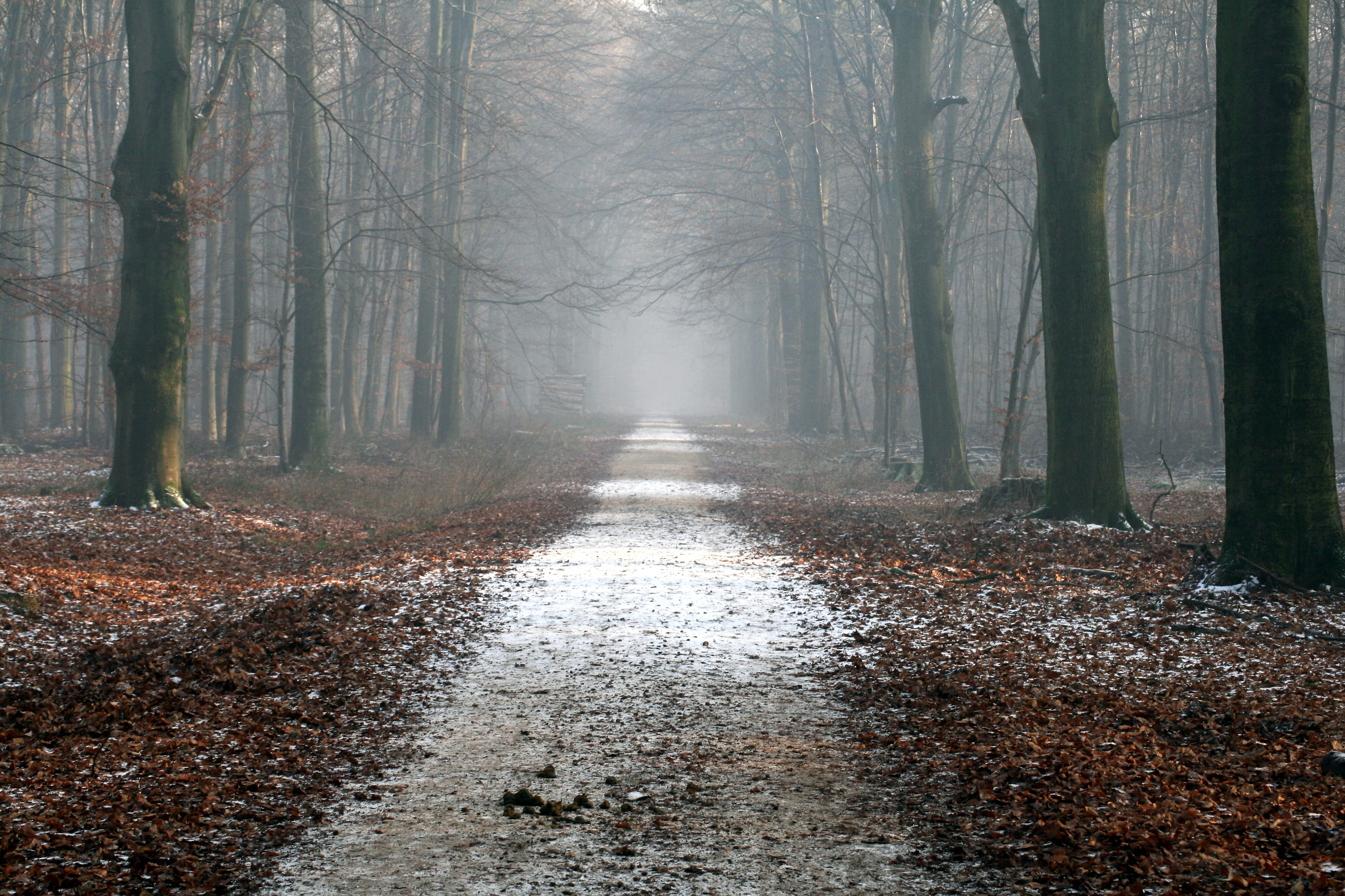 Path and Trees calm creepy dried leaves eerie foggy forest 2k 4k