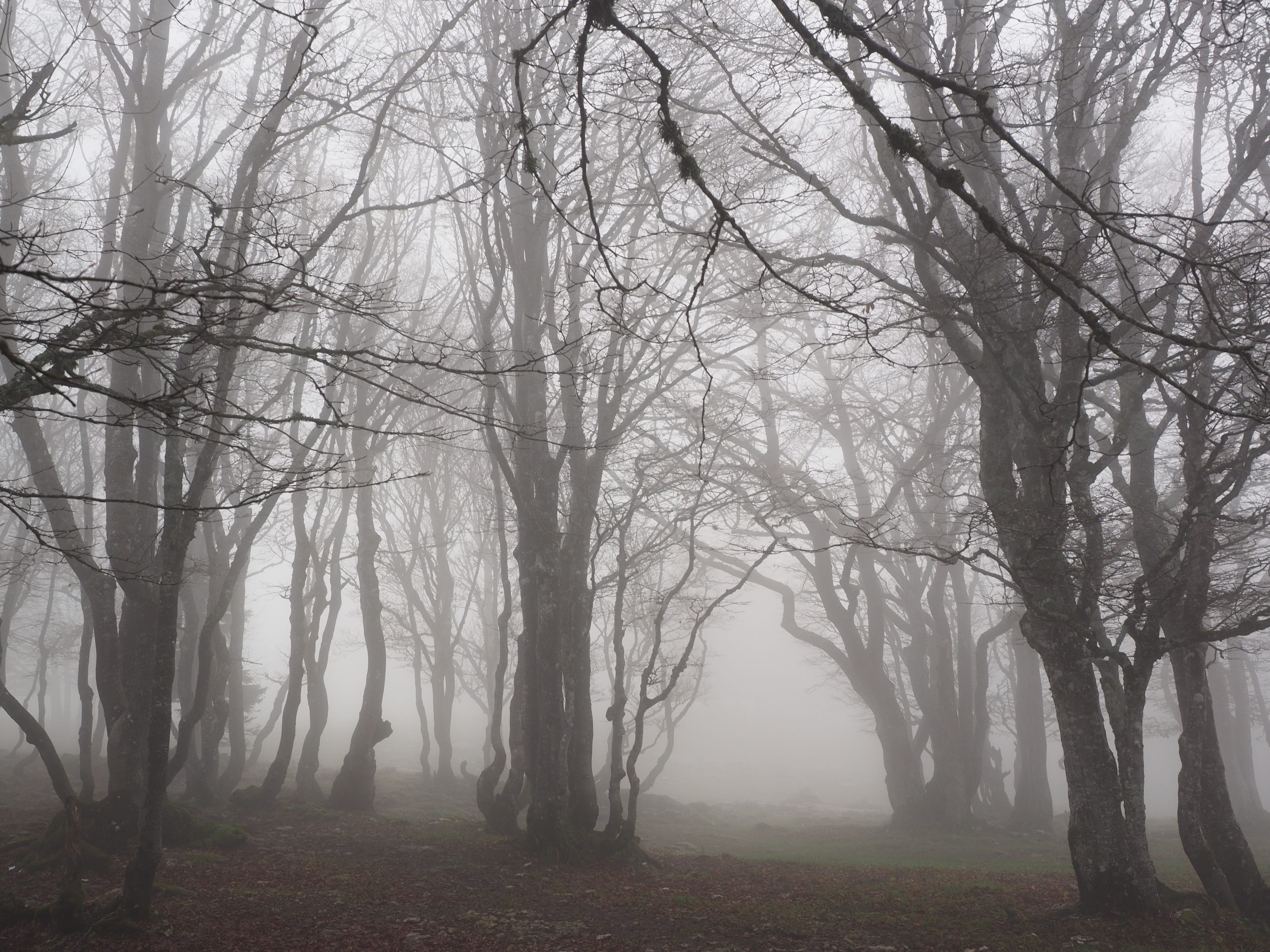 photo of lifeless trees with fog beech wood forest tree trunks 2k 4k 5k