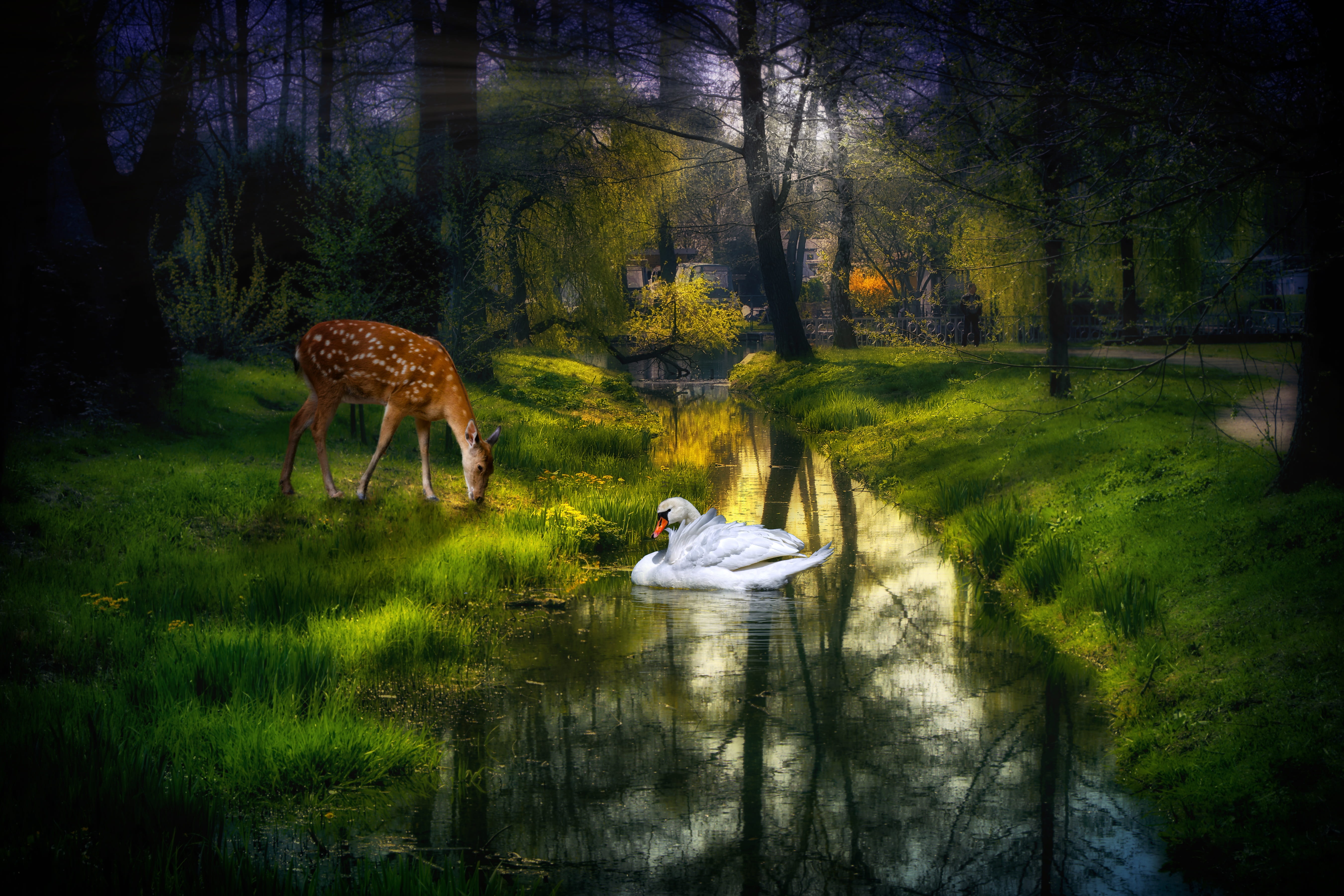 river bach nature fairytale swan roe deer photomontage 2k 4k 5k