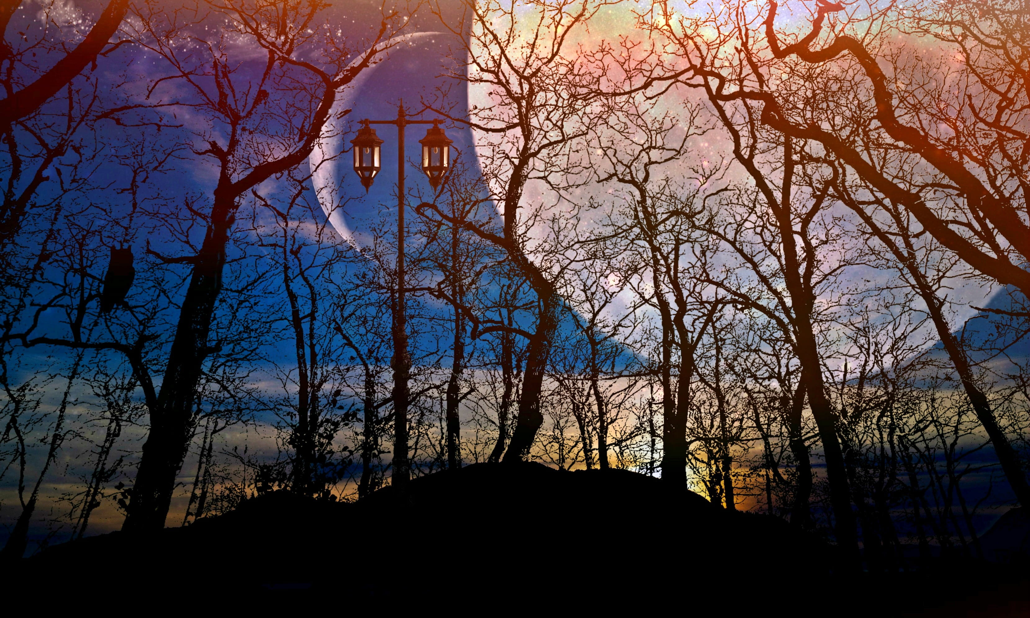 silhouette of bare trees under the moon full forest night 2k