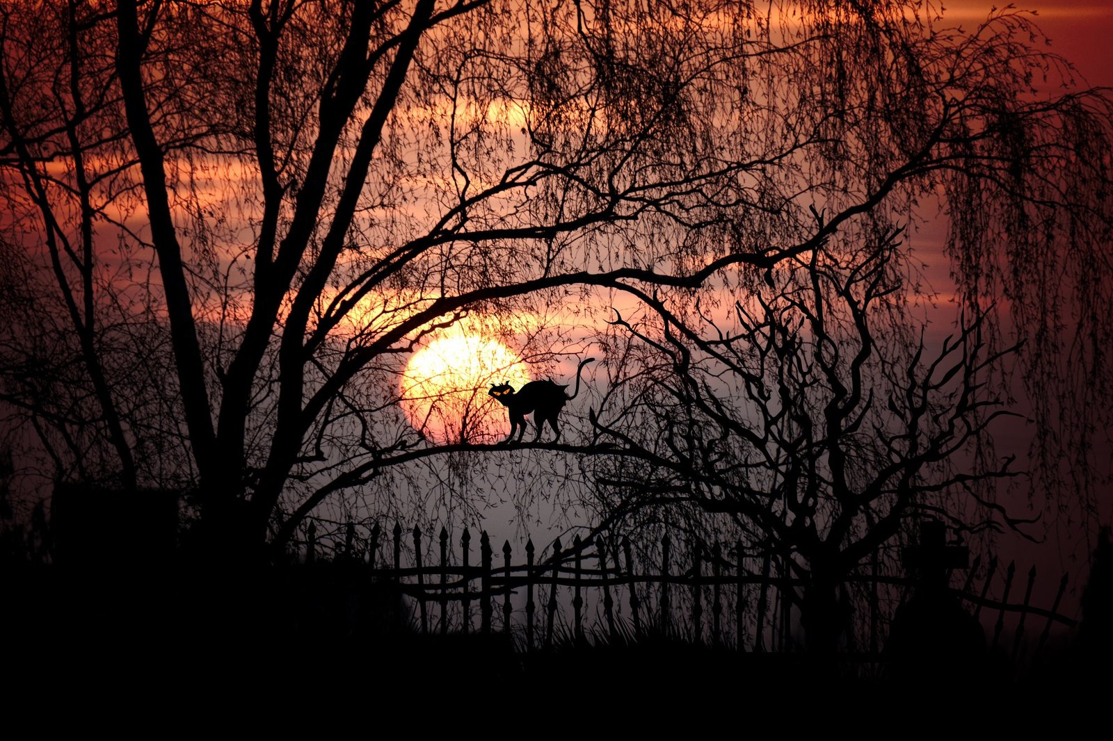 silhouette painting of cat on tree moon moonlight full 2k