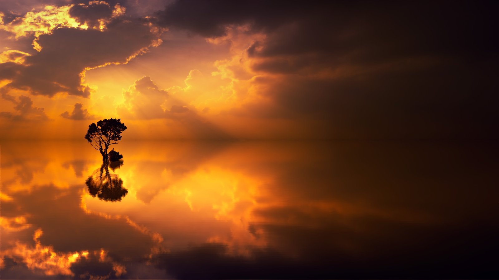 silhouette photography of tree near body water sunset dawn 2k 4k 5k