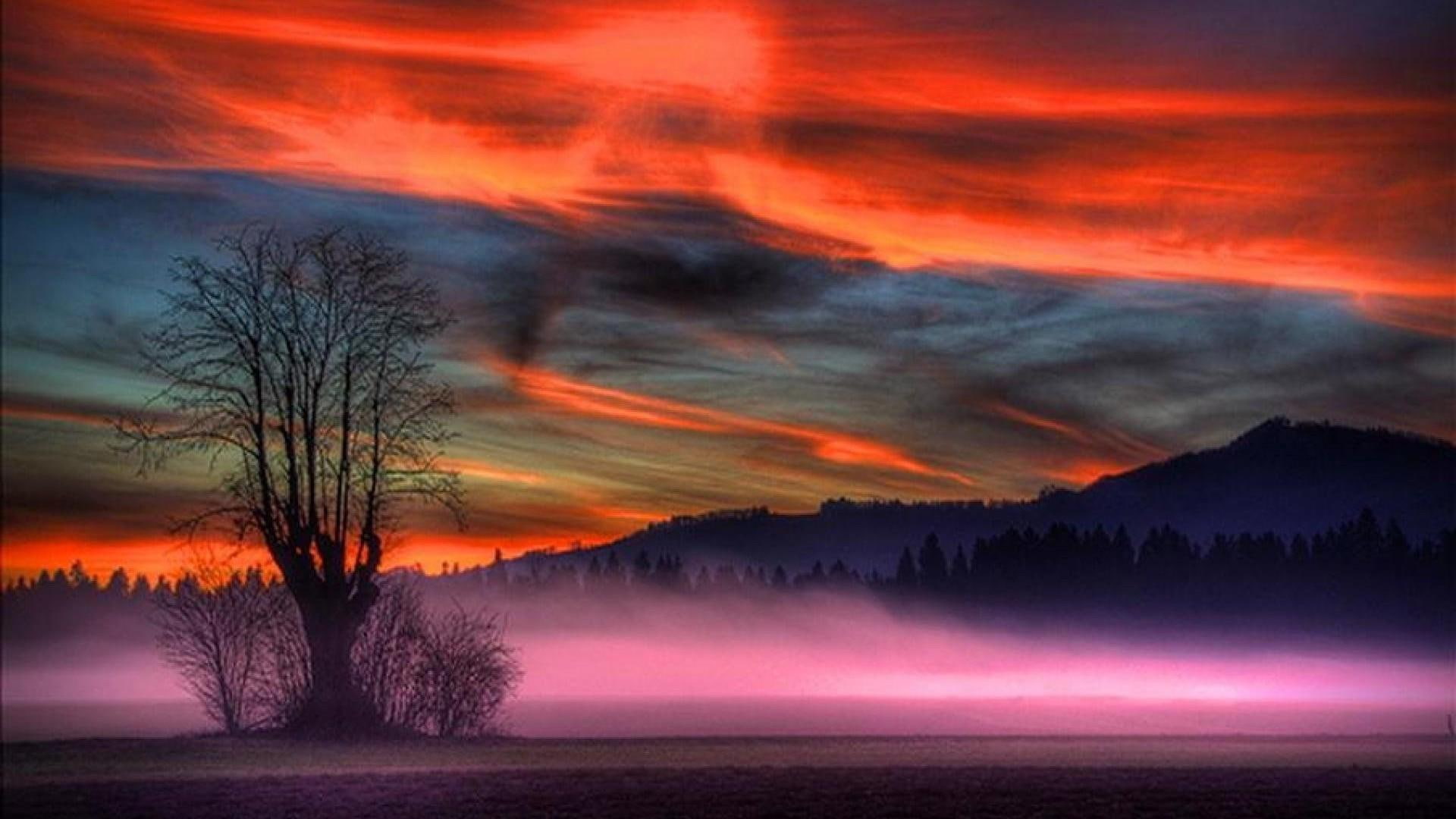 sky amazing tree misty mystic colorful landscape field 2k