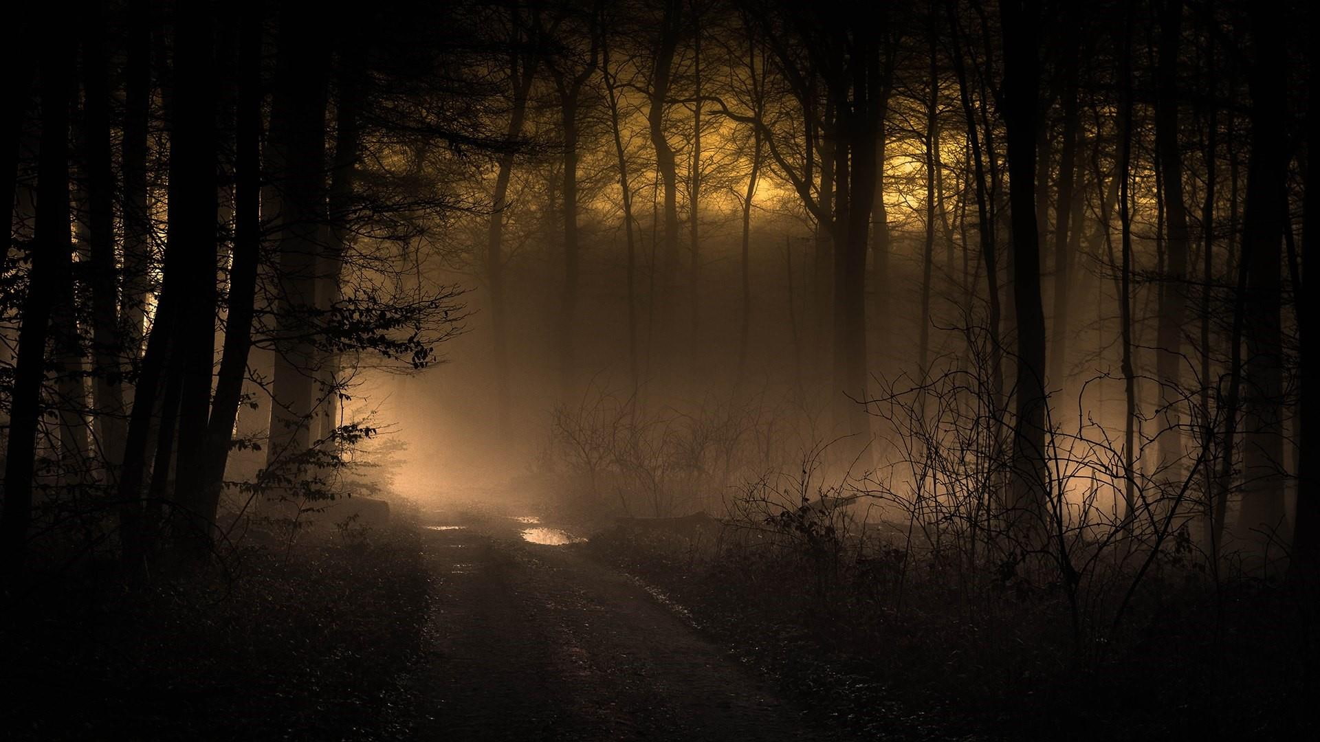 sunlight pathway mystic twilight foggy misty silhouette 41 2k