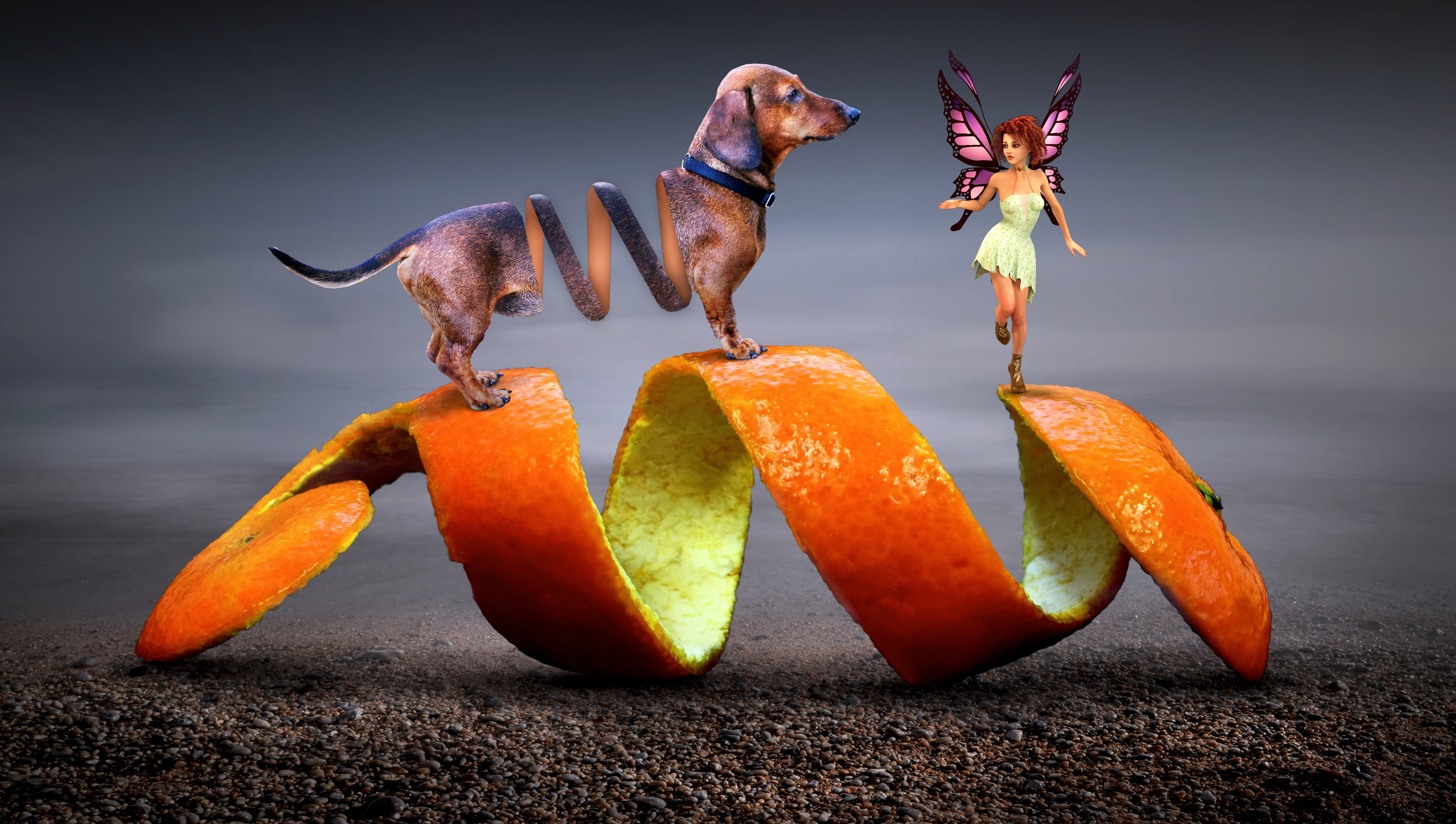 tan dachshund on orange peel with fairy fantasy dog elf spiral 2k 4k 5k