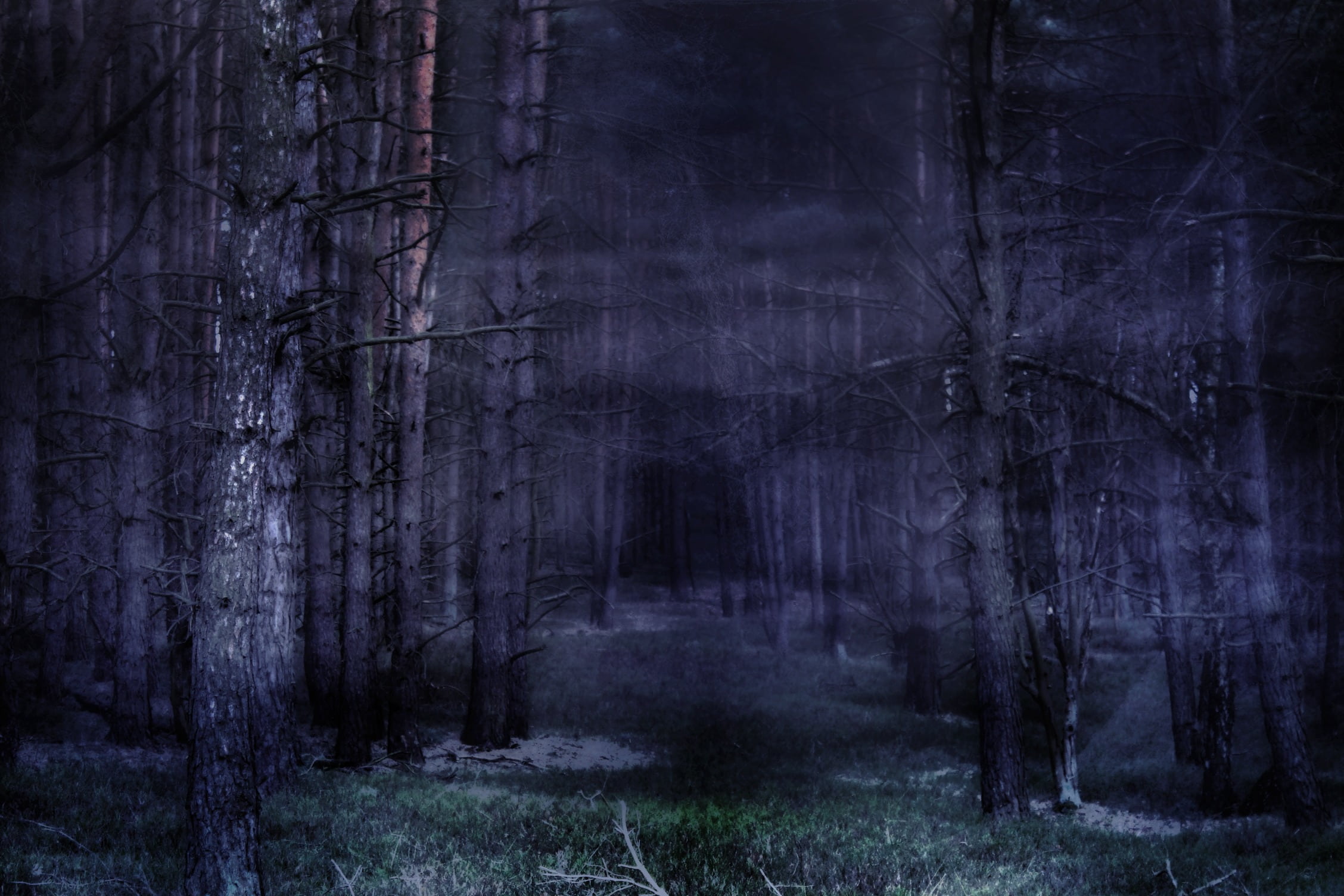 trees during nightime forest fog mystical fairy tales atmosphere 2k
