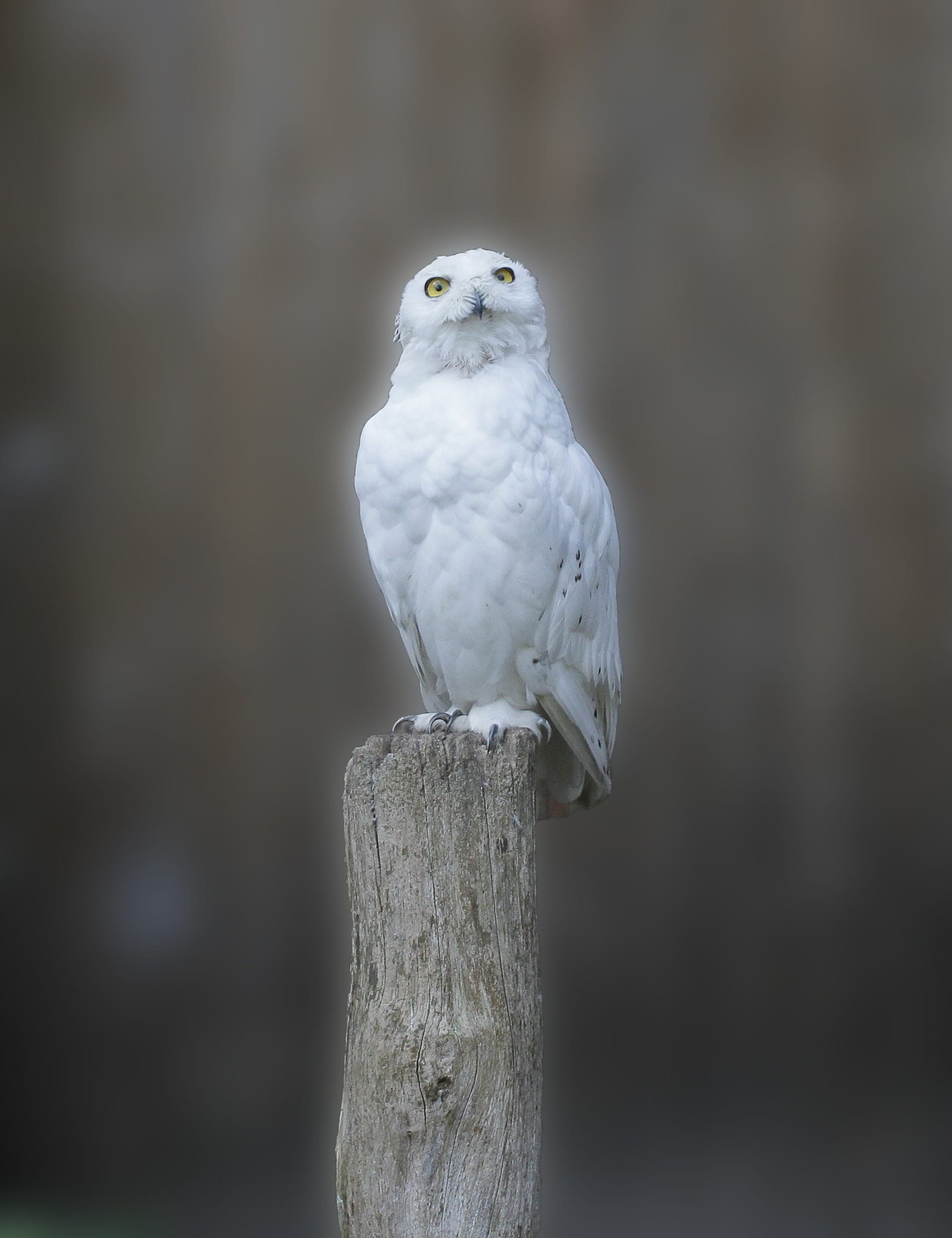 white owl on brown trunk snowy bird animal recording mystical 2k