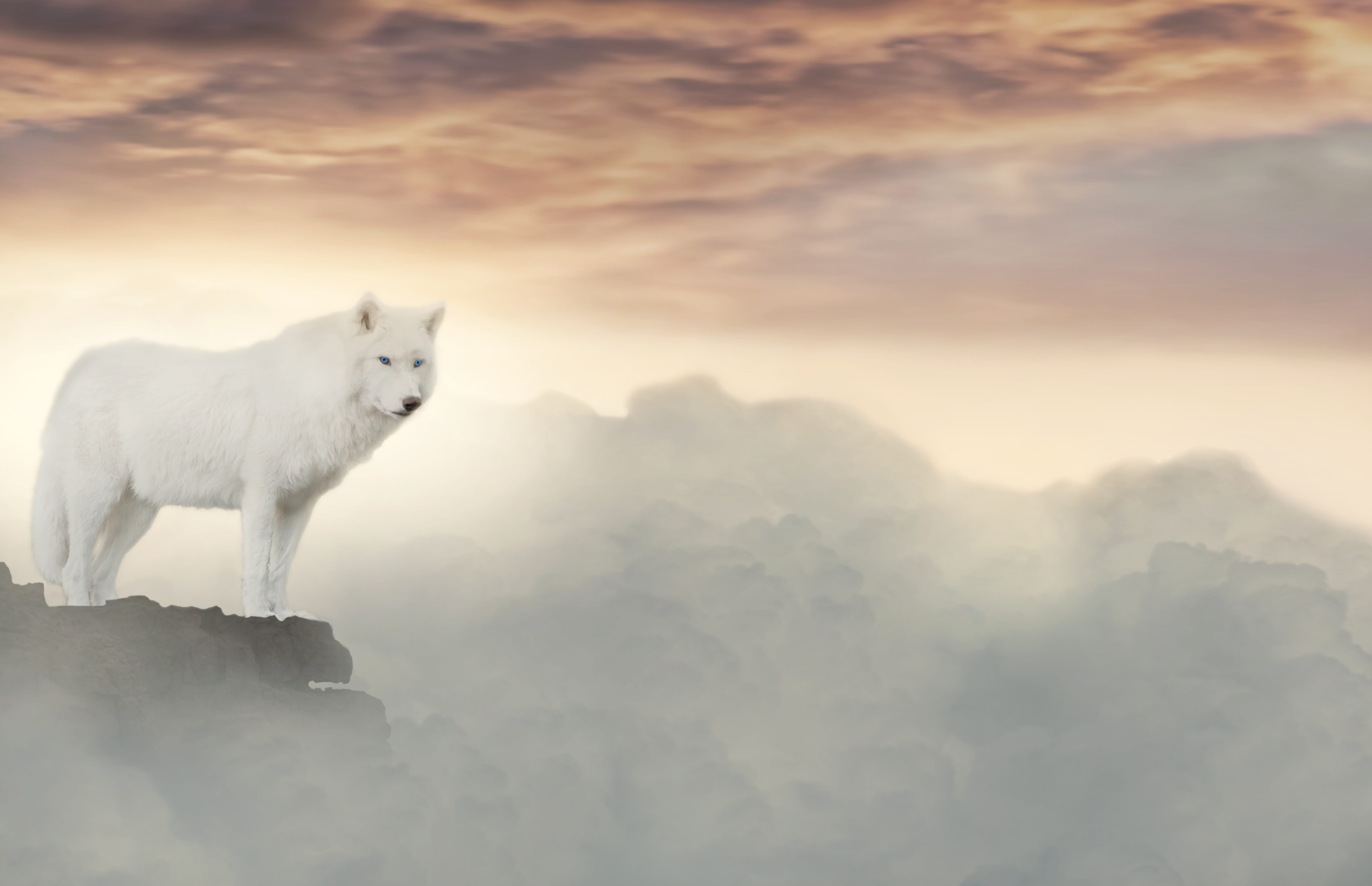 white wolf standing at the top of mountain clouds fantasy mystical 2k 4k 5k