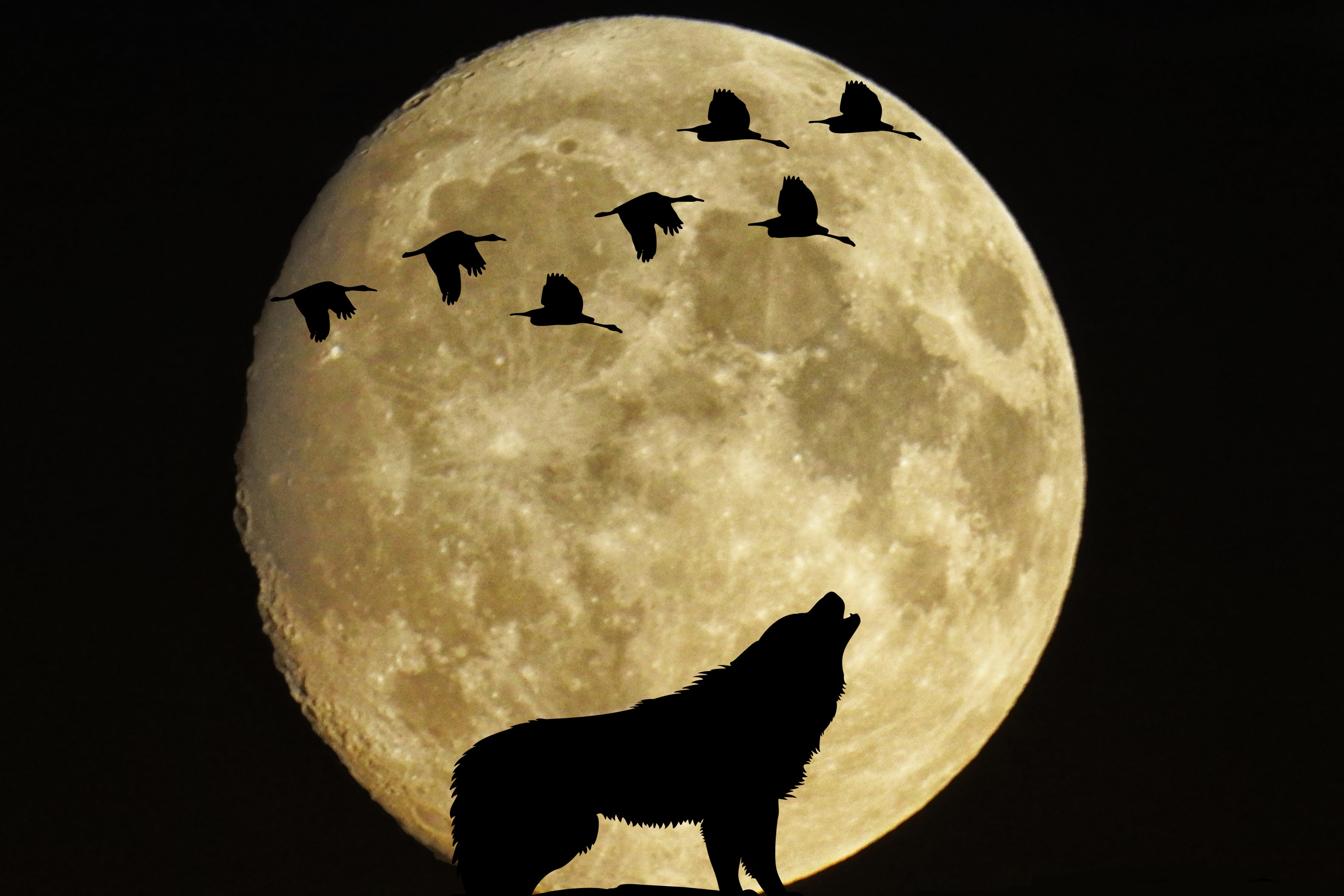 wolf howling painting mystical moon full birds moonlight 2k 4k