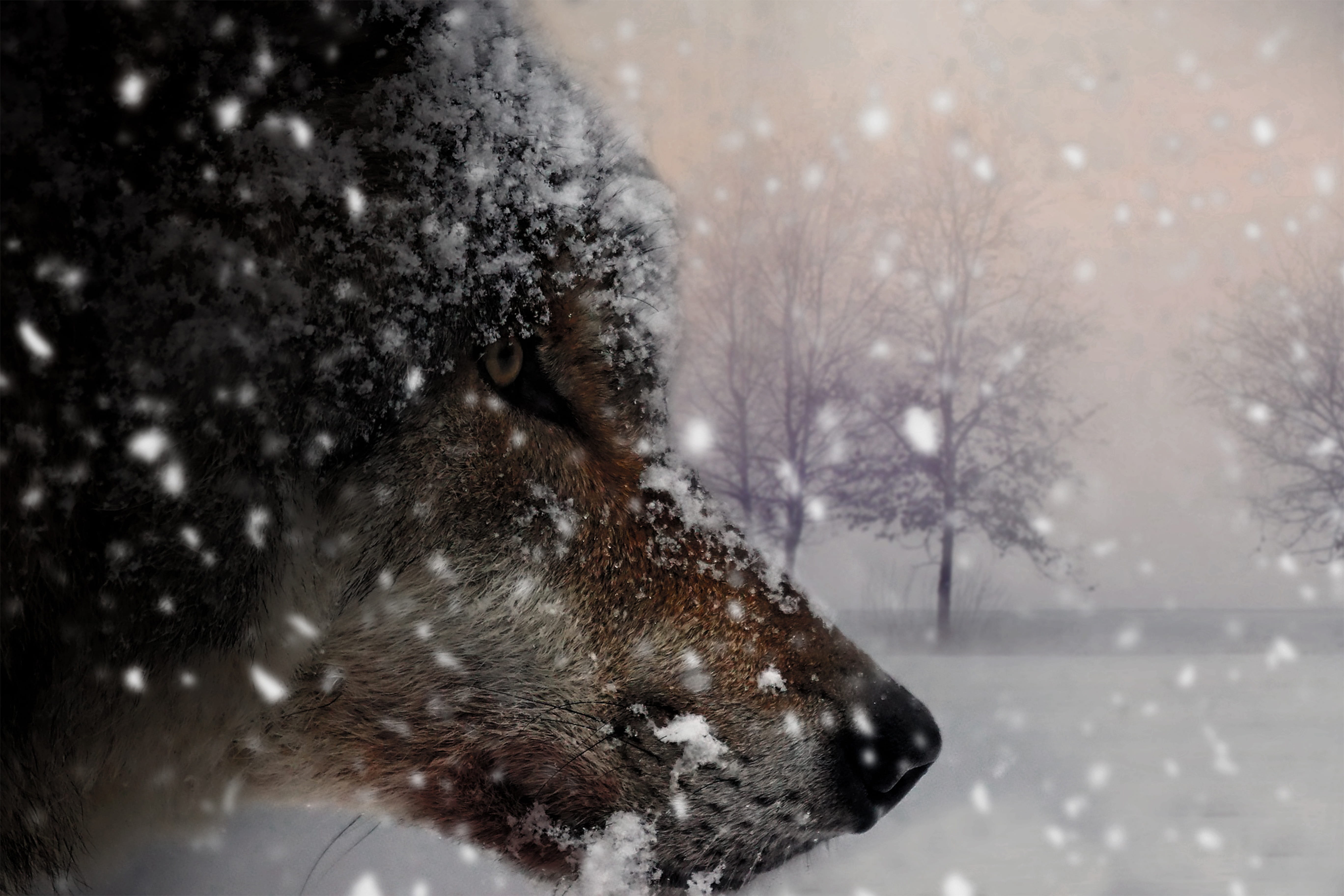 wolf animal mammal nature carnivores grey wild winter 2k 4k 5k