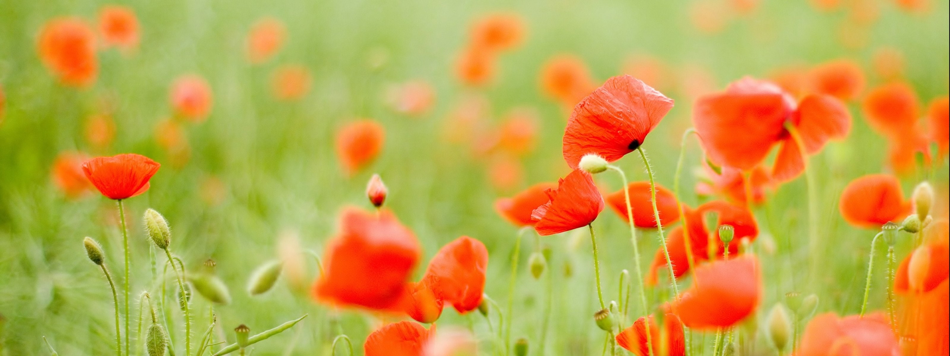 dual monitor multi screen widescreen dualmonitor dualscreen 2k