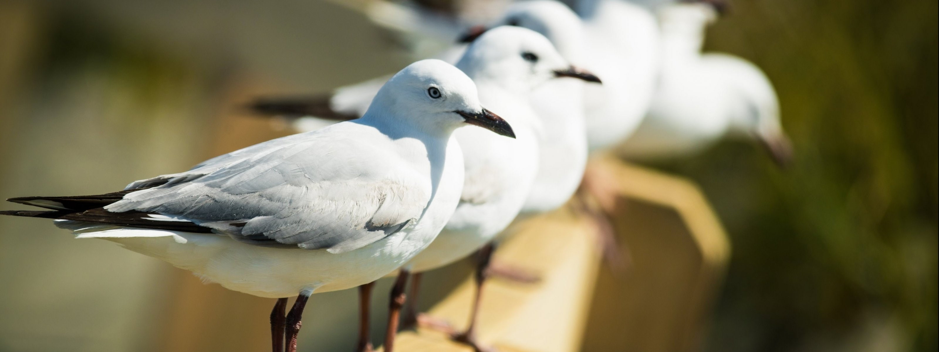 px dual monitor multi screen widescreen dualmonitor dualscreen 2k