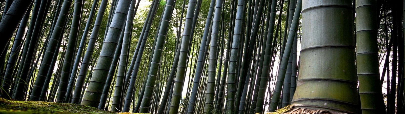 bamboo dual screen landscape nature plant grove widescreen dualmonitor dualscreen 2k 4k