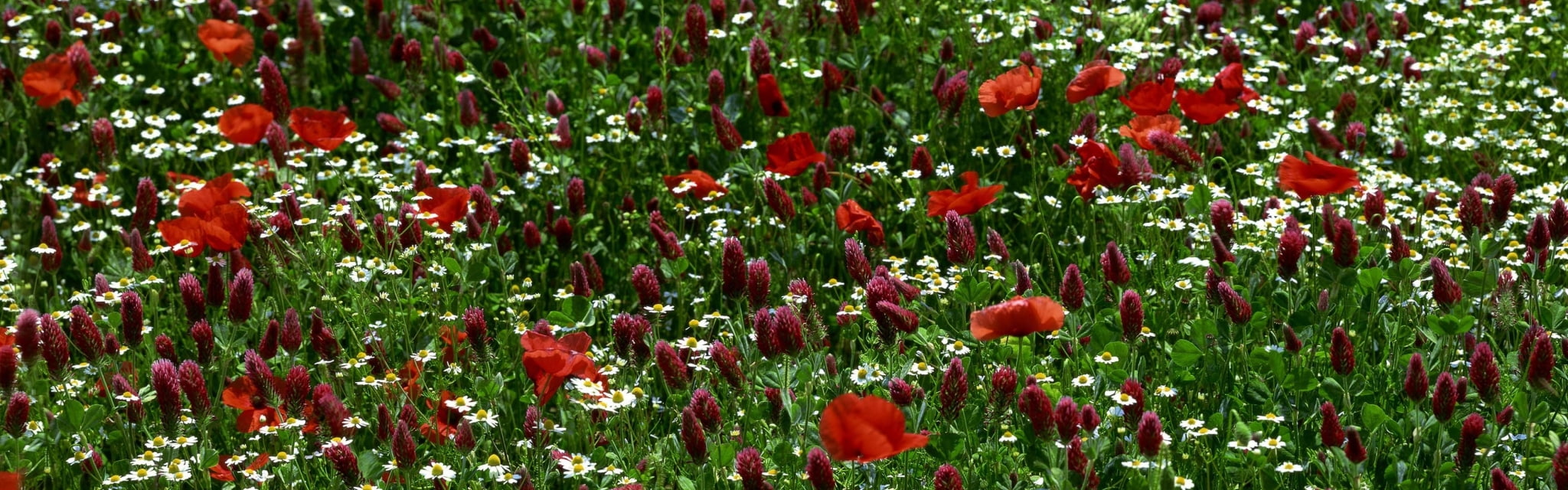 dual screen screensaver plant flower flowering red widescreen dualmonitor dualscreen 2k