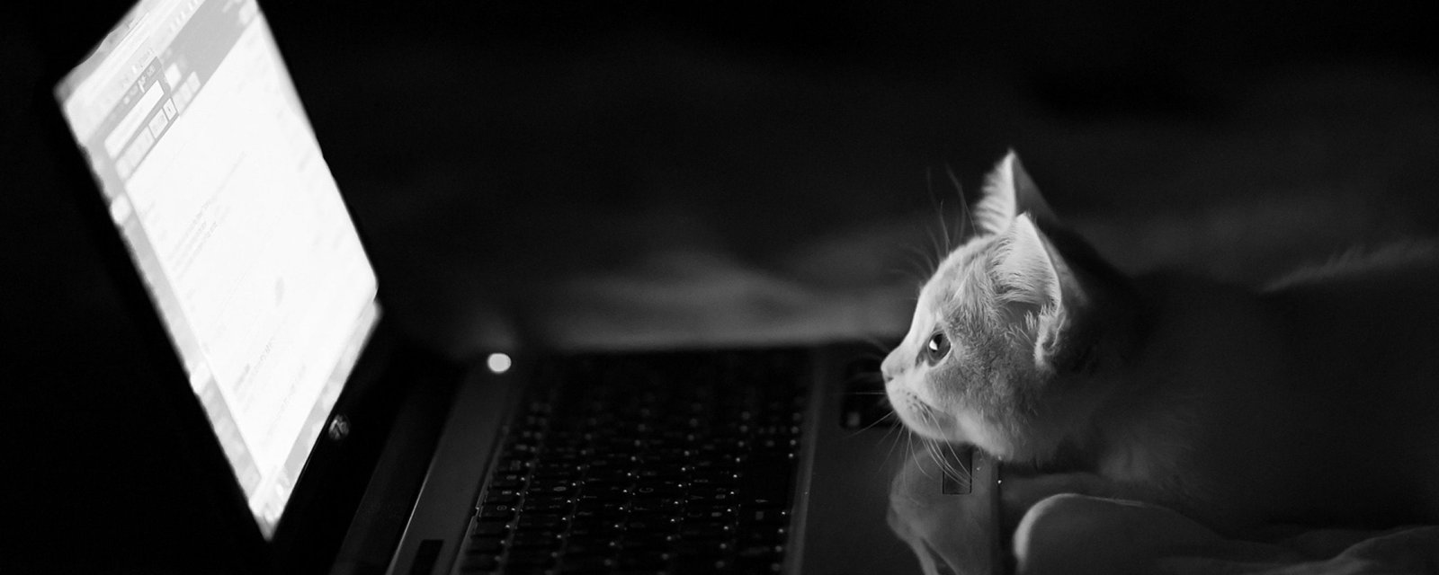 dual monitor multi screen Widescreen pets animal themes widescreen dualmonitor dualscreen 2k