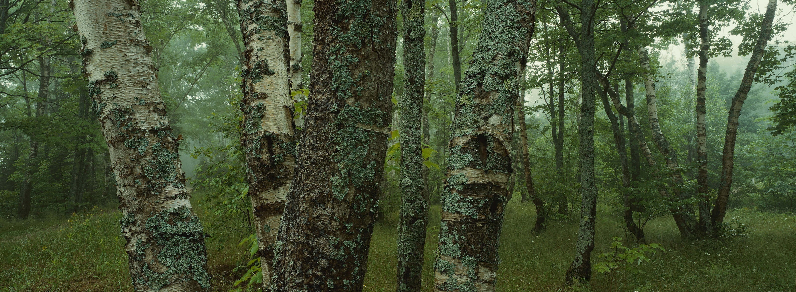Trees Dual Monitor green leafed trees Nature Forests plant widescreen dualmonitor dualscreen 2k