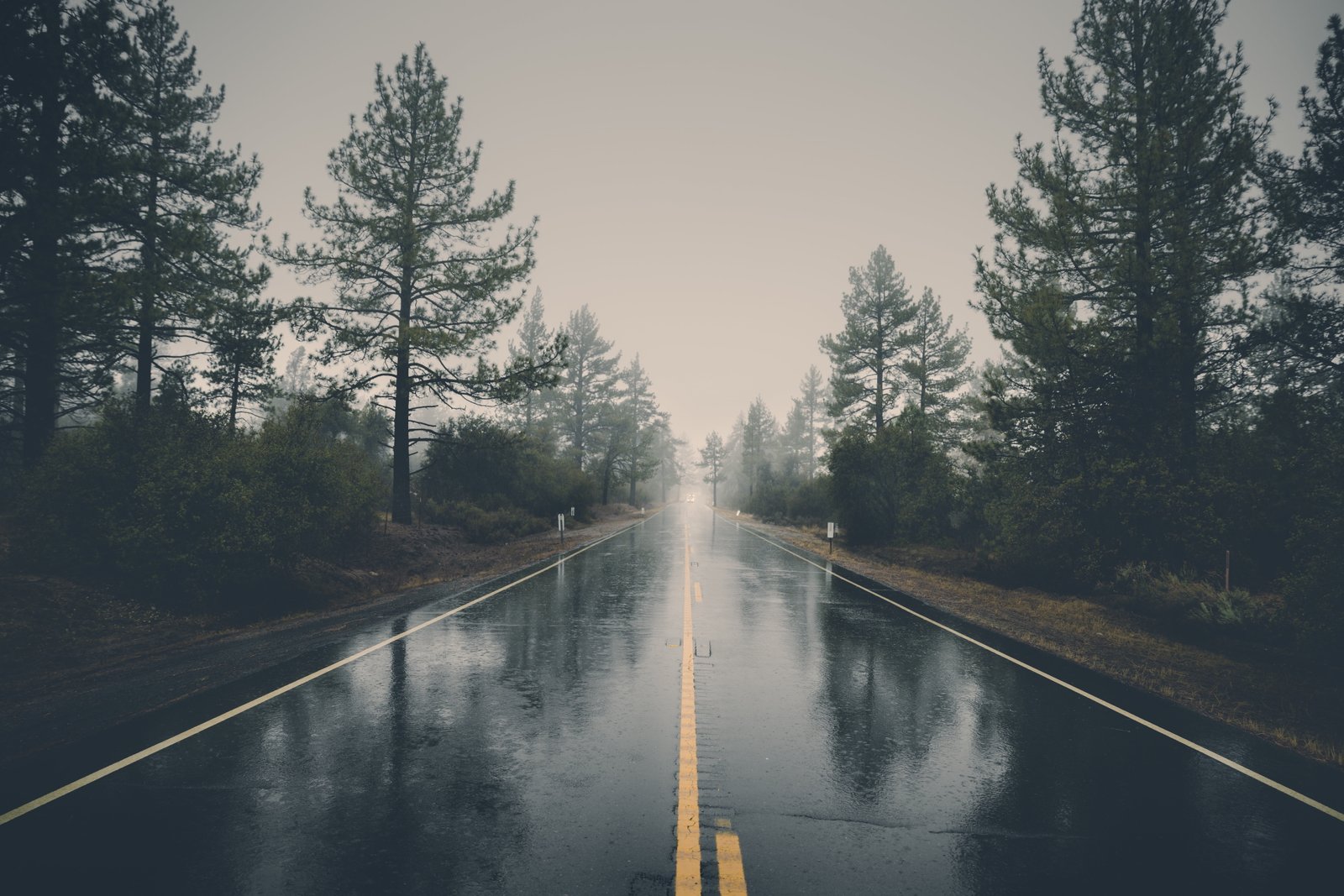 black asphalt road nature trees reflection wet rain landscape 2k 4k 5k 8k