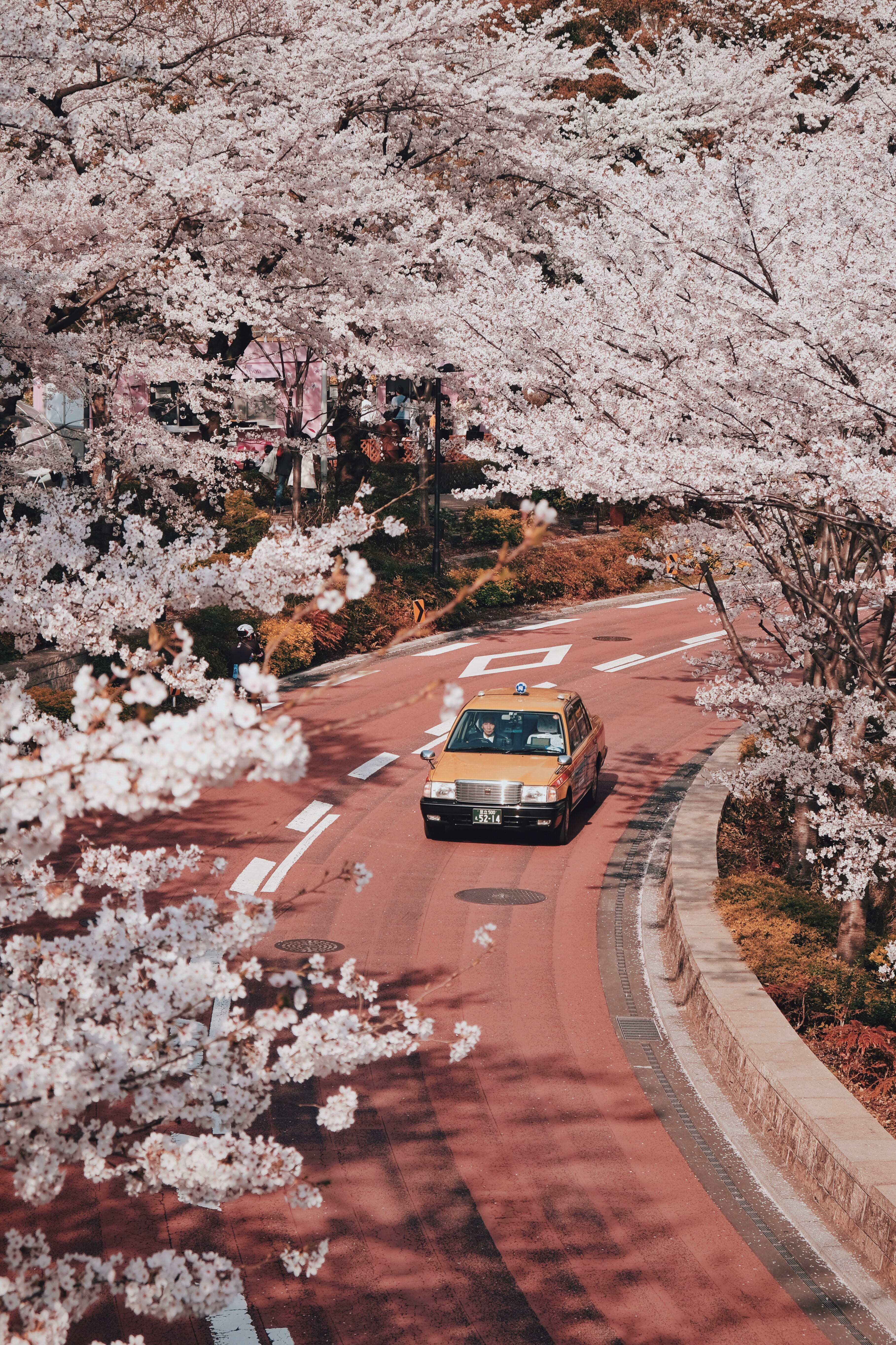 car on road beside trees cherry blossom sakura bloom branch 2k 4k