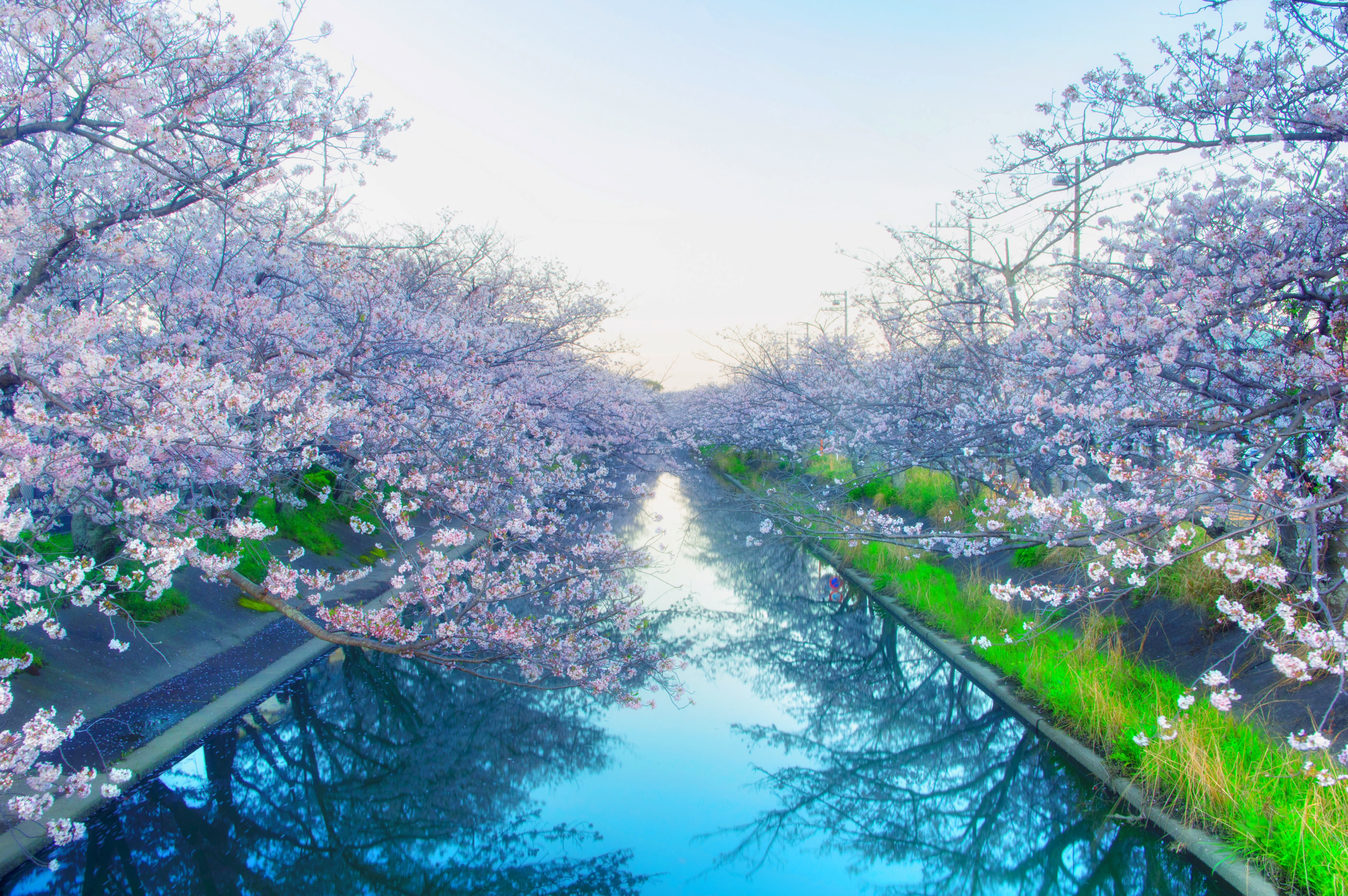 Cherry Blossom tree near body of water japan yoshino cherry 2k 4k 5k