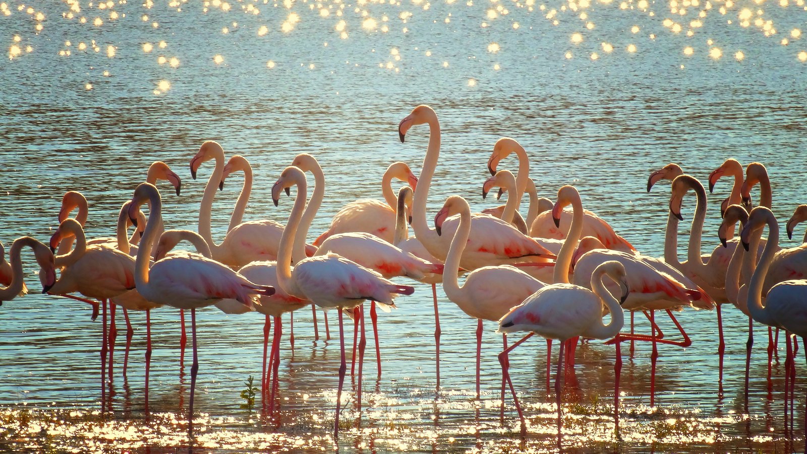 flock of pink flamingos on body water at daytime 2k 4k 5k