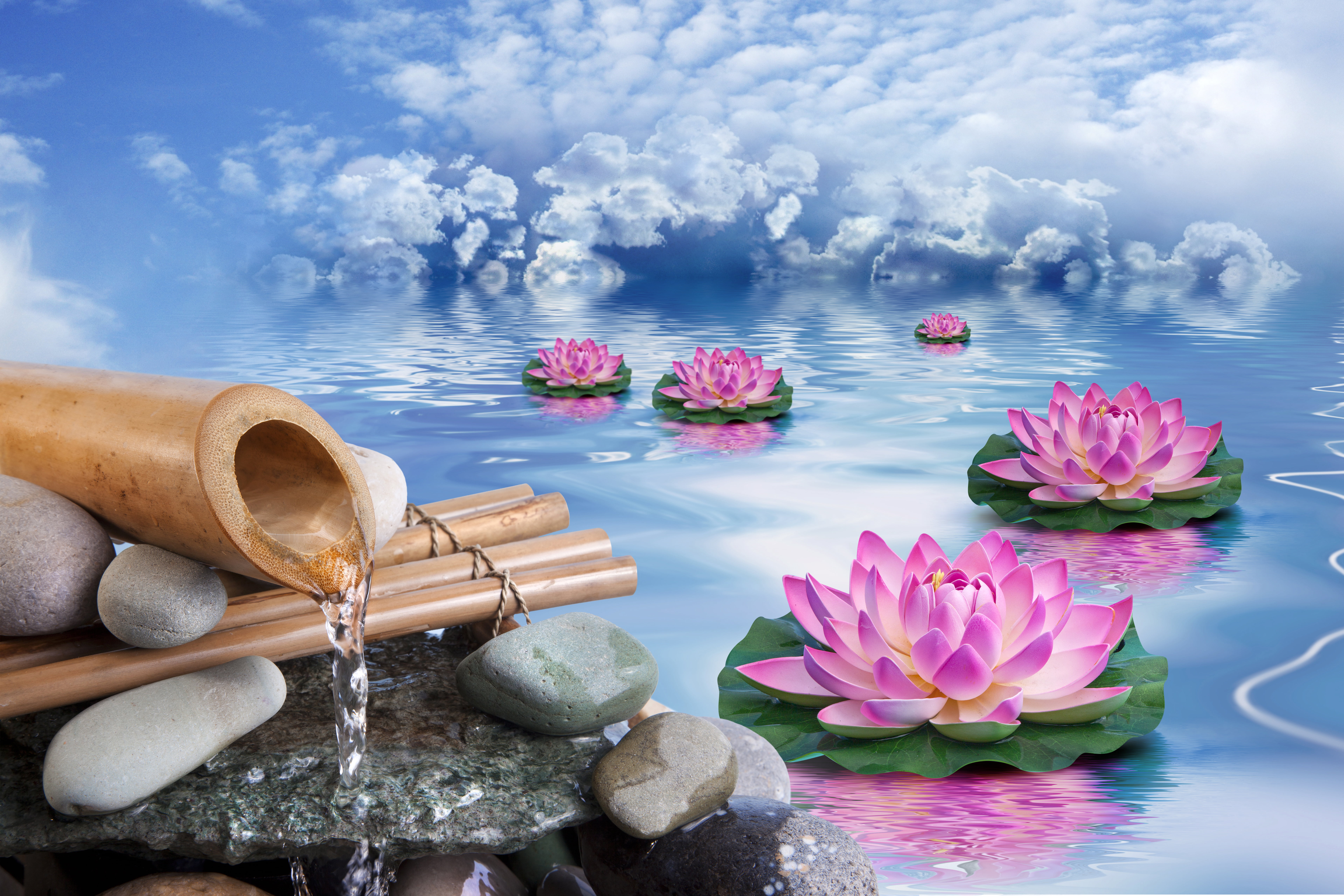 pink water lily flowers the sky clouds stones bamboo Lotus 2k 4k 5k 8k