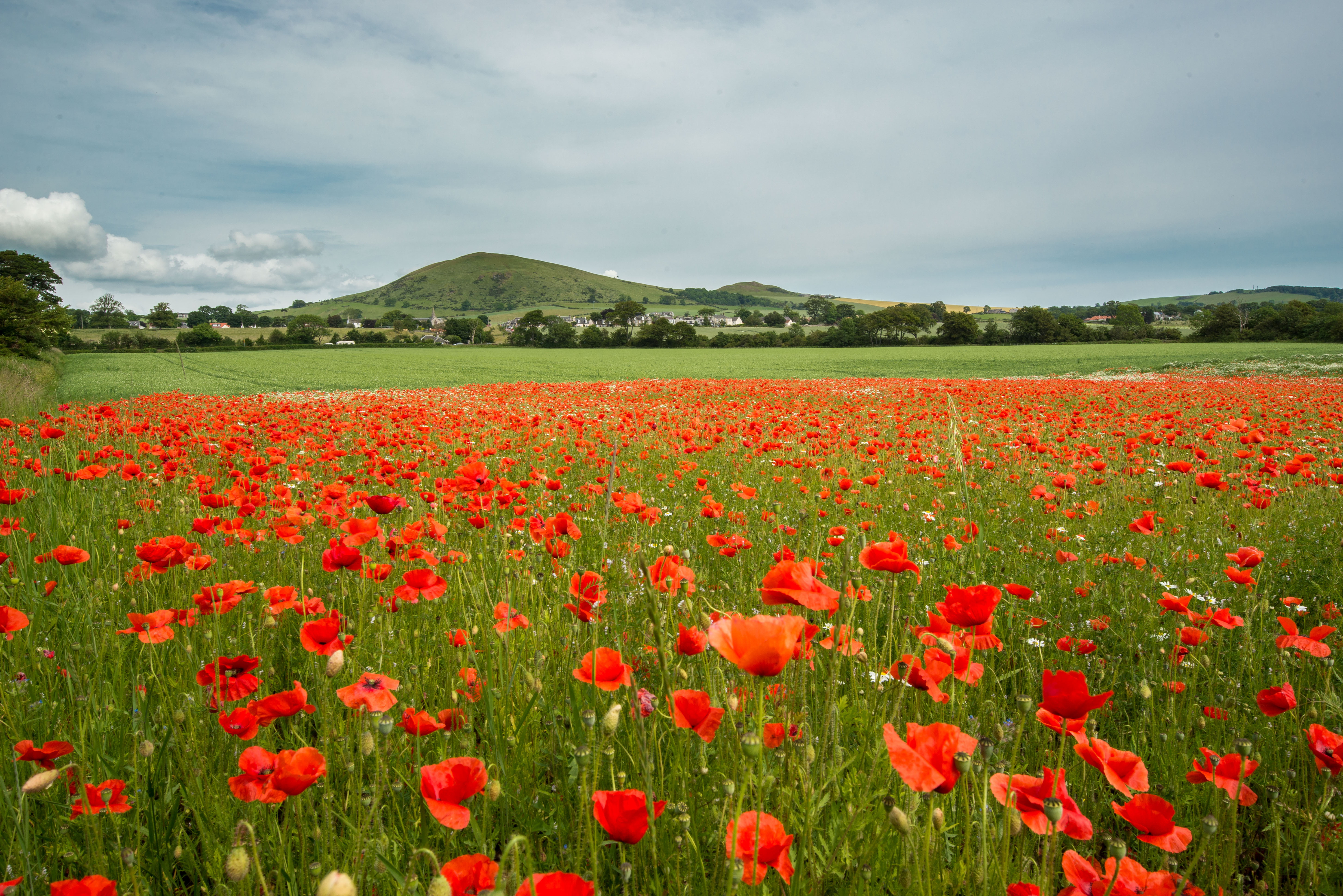 red Poppy field near mountain under cloudy sky at daytime Fife 2k 4k 5k