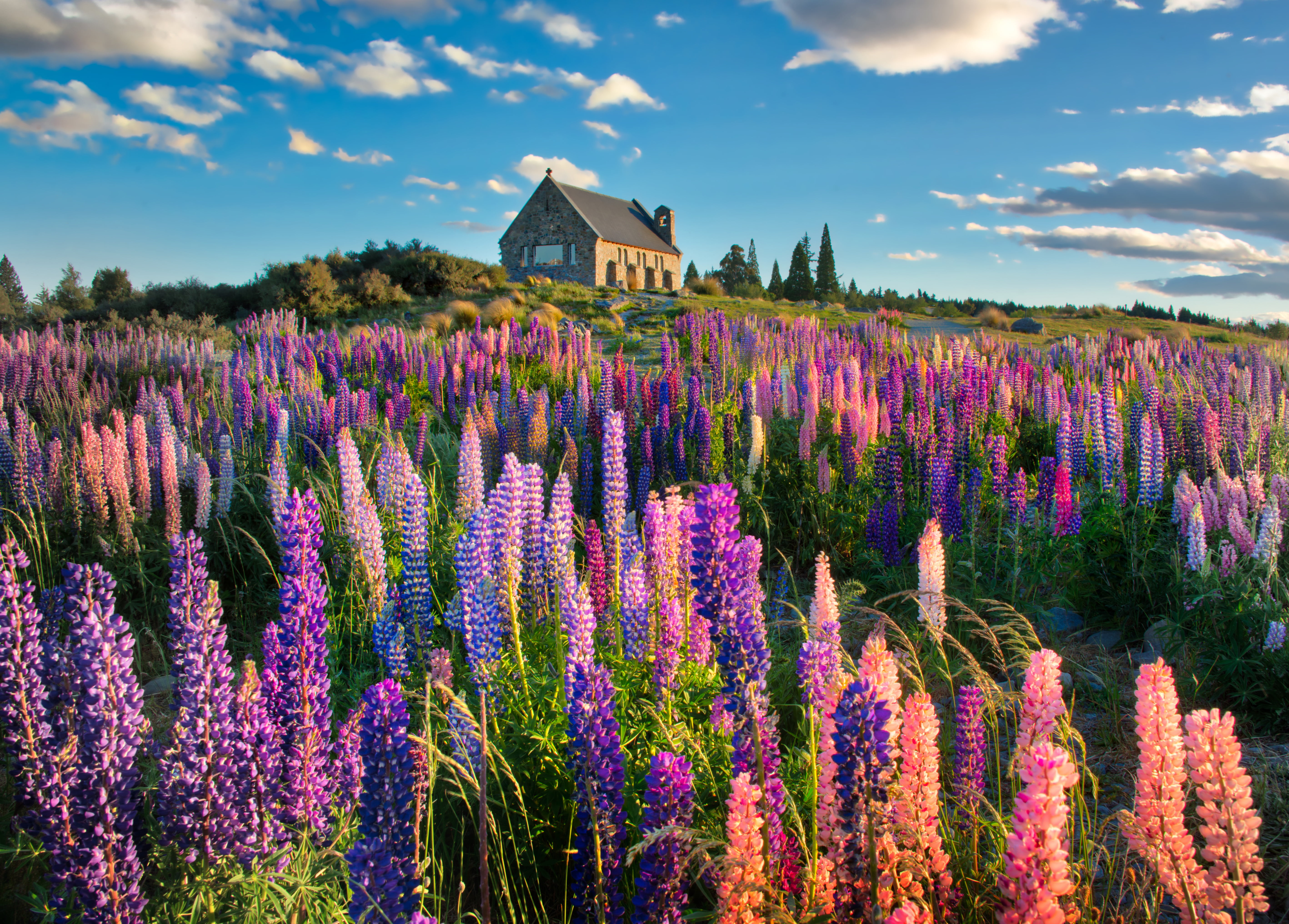 bed of flowers near brown concrete house lupins Spring 2k 4k 5k