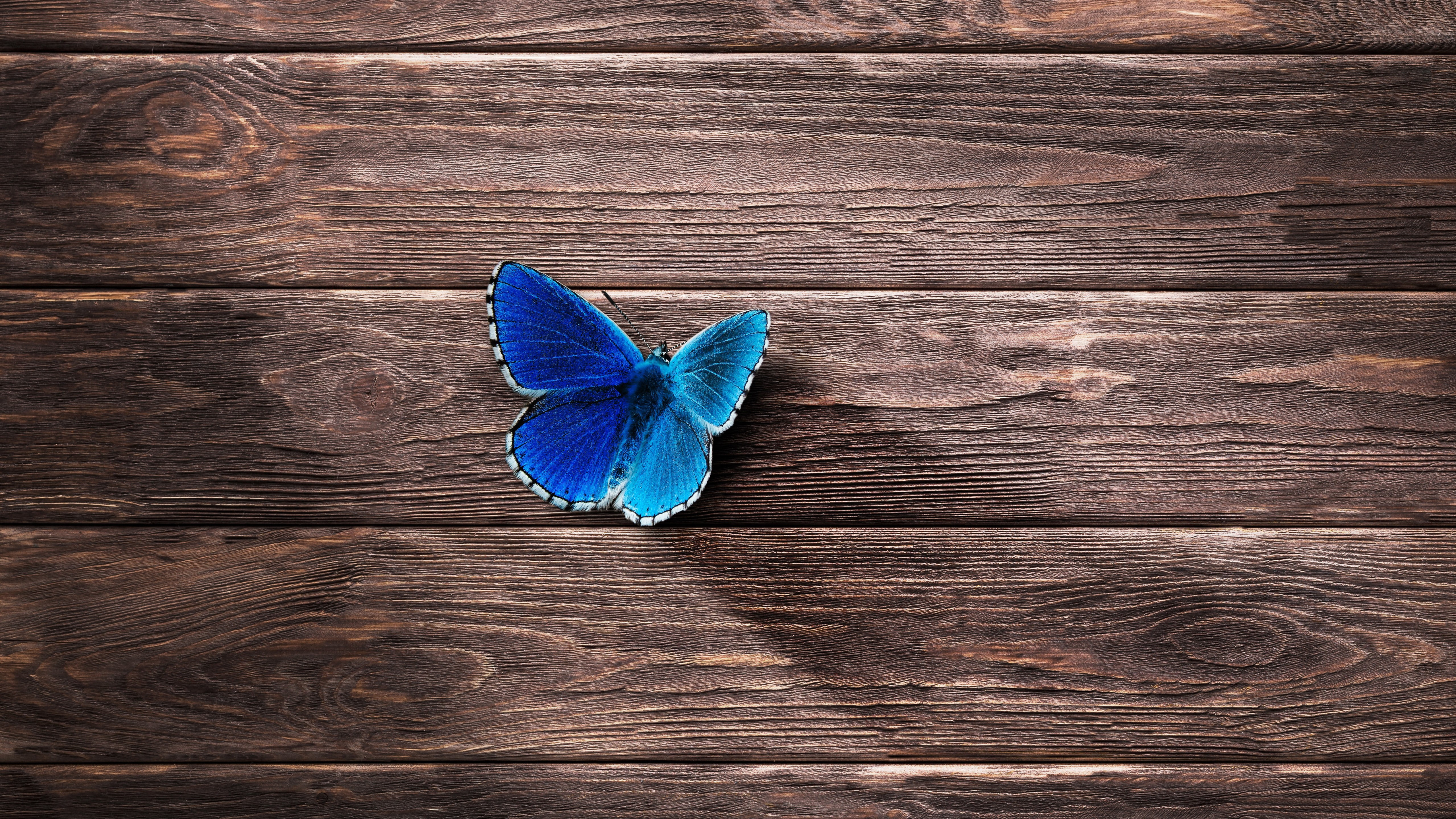 Blue butterfly HD 2k 4k 5k