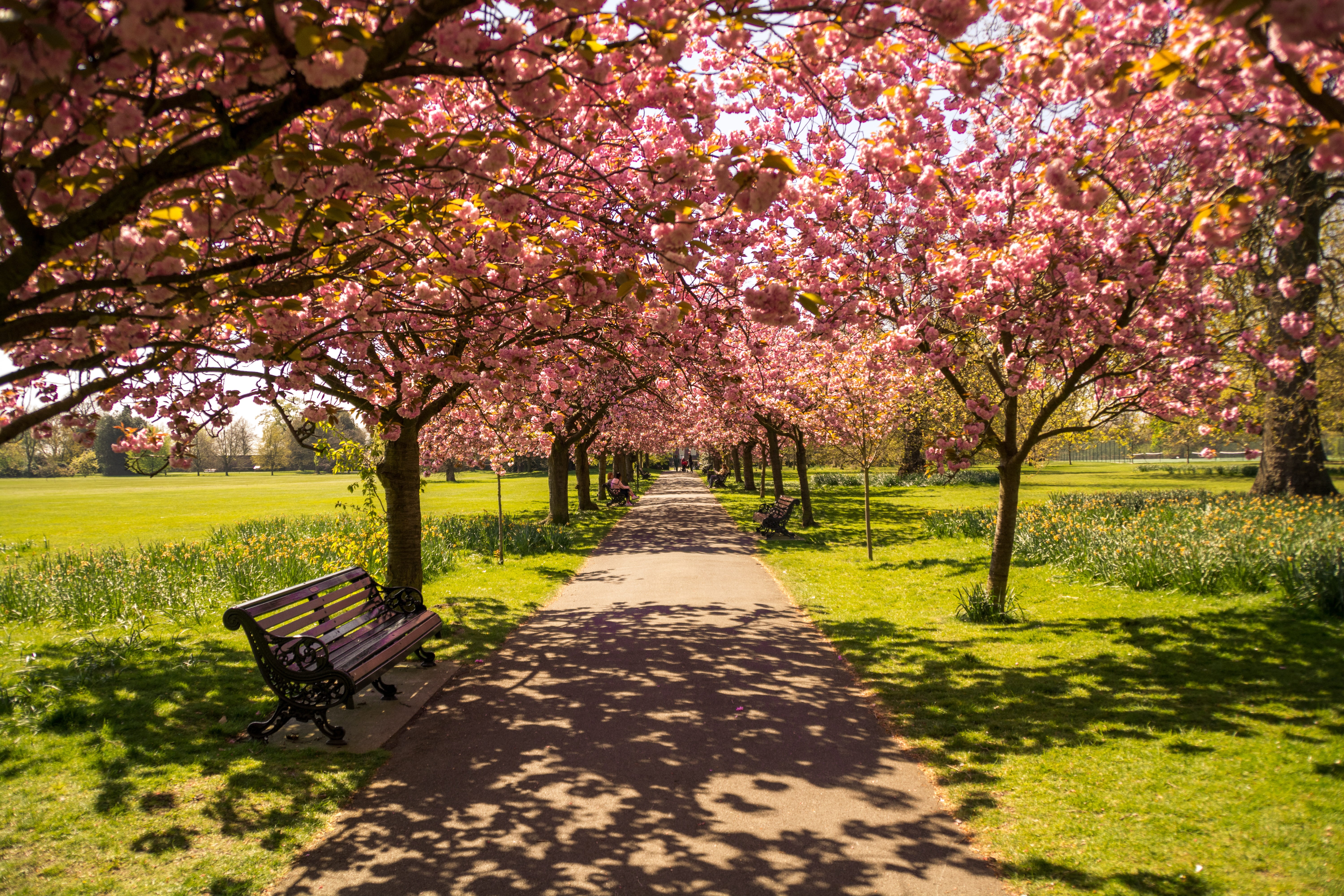 brown wooden bench under pink cherry blossom tree blossoms 2k 4k 5k