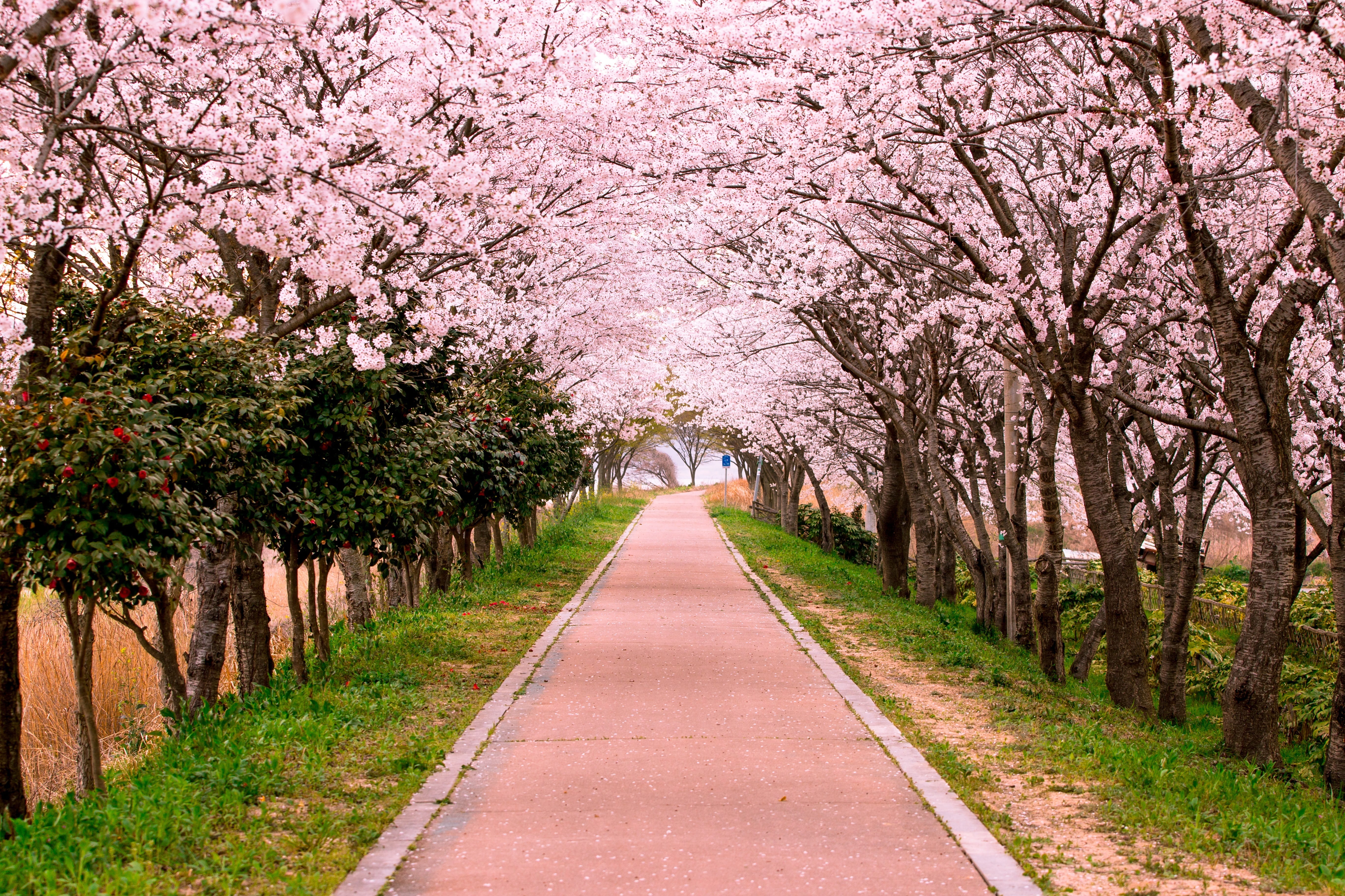 concrete pathway surrounded with cherry blossoms travel street 2k 4k 5k