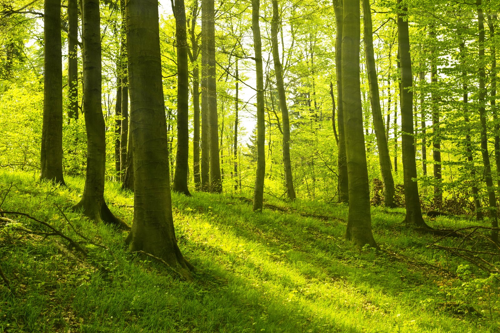 green leaf trees Ich liebe diese W lder Harz Wald Gr n 2k 4k 5k