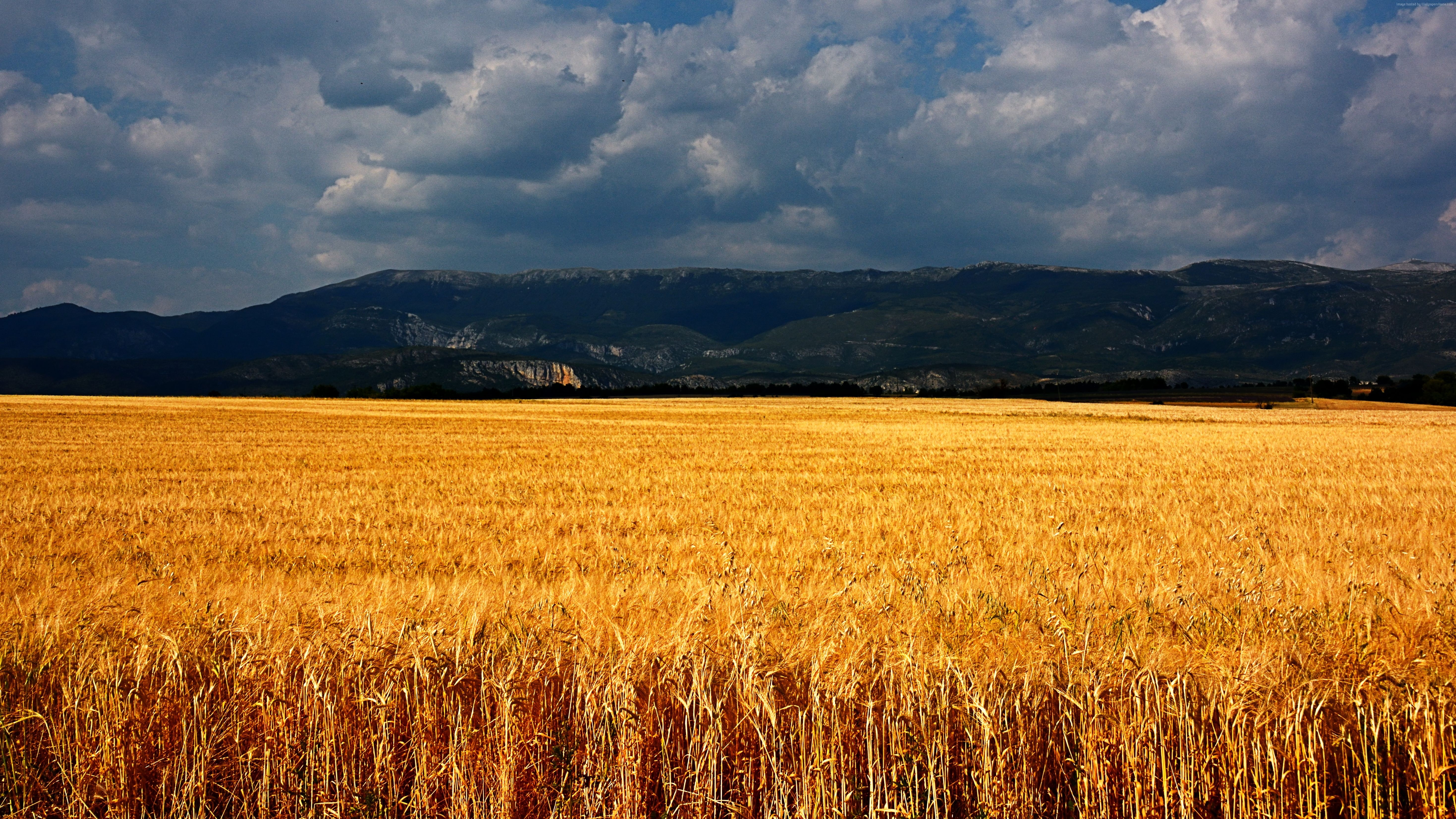 meadows clouds France wheat Plateau de Valensole 2k 4k 5k