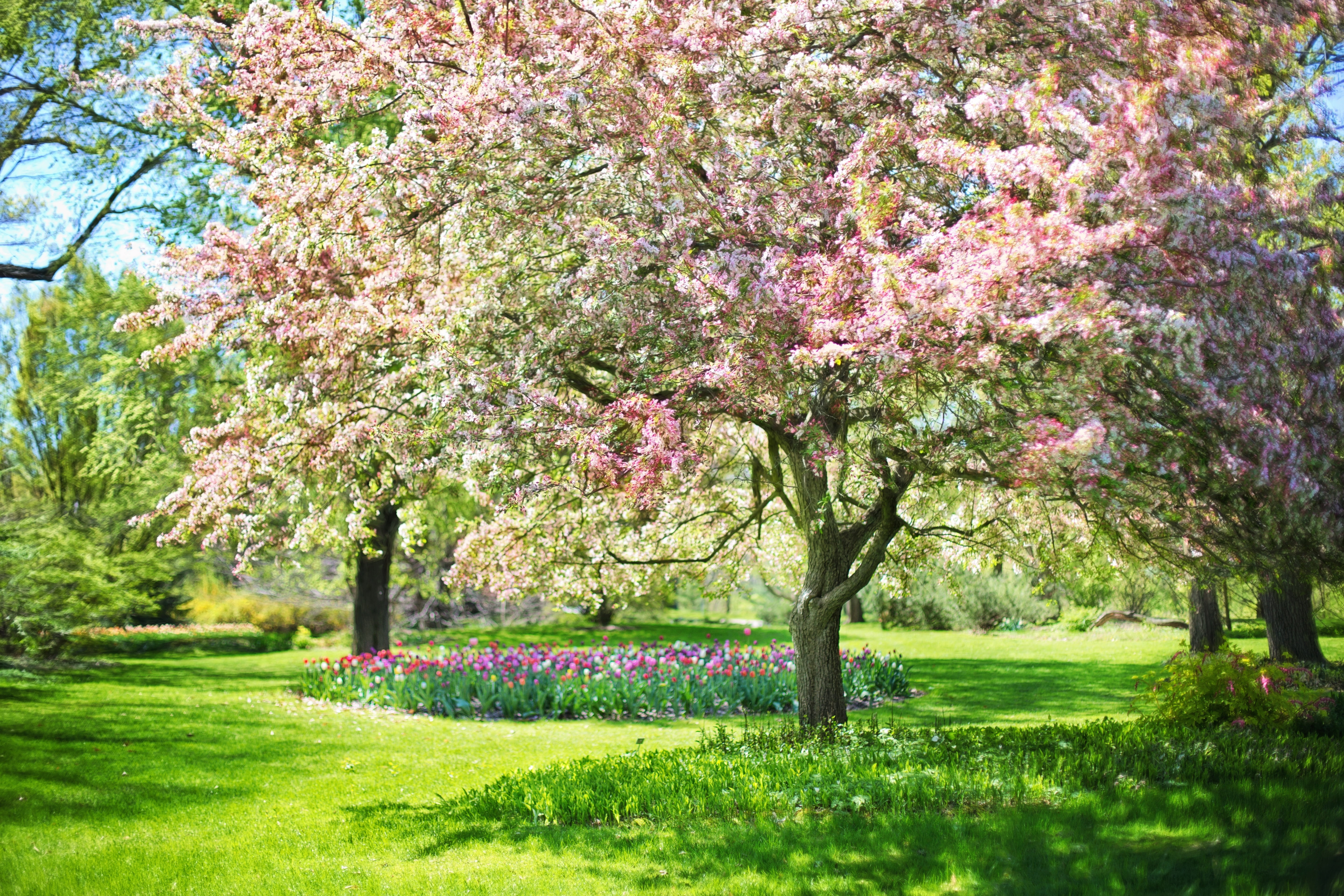 pink trees spring flowers nature blossoms blossoming 2k 4k 5k