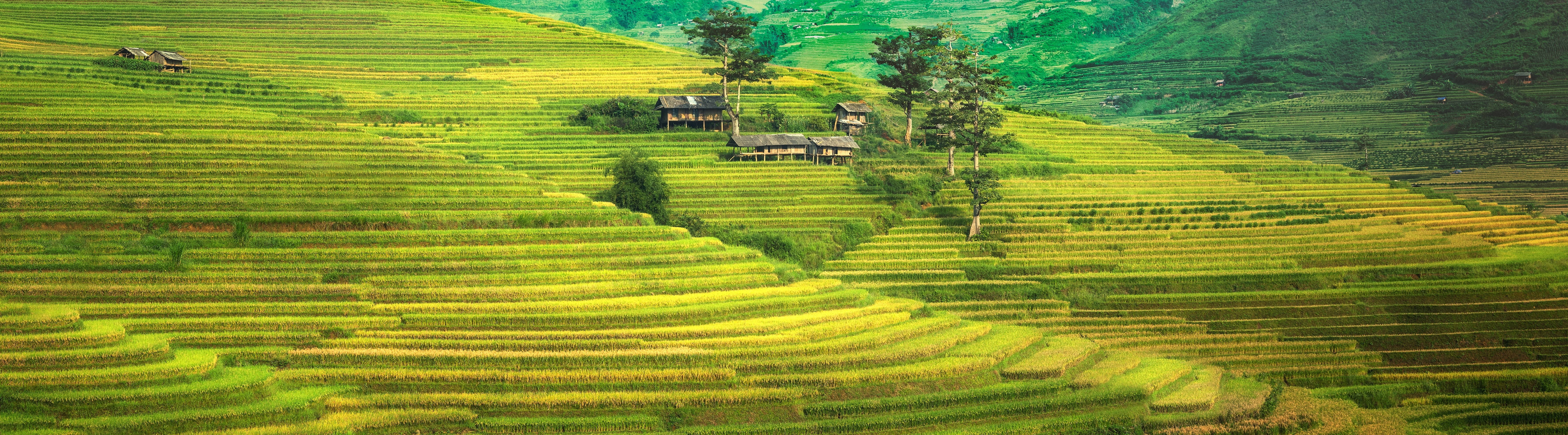 Rice Terraces Mountain Asia Thailand Travel Nature Beautiful 2k 4k 5k