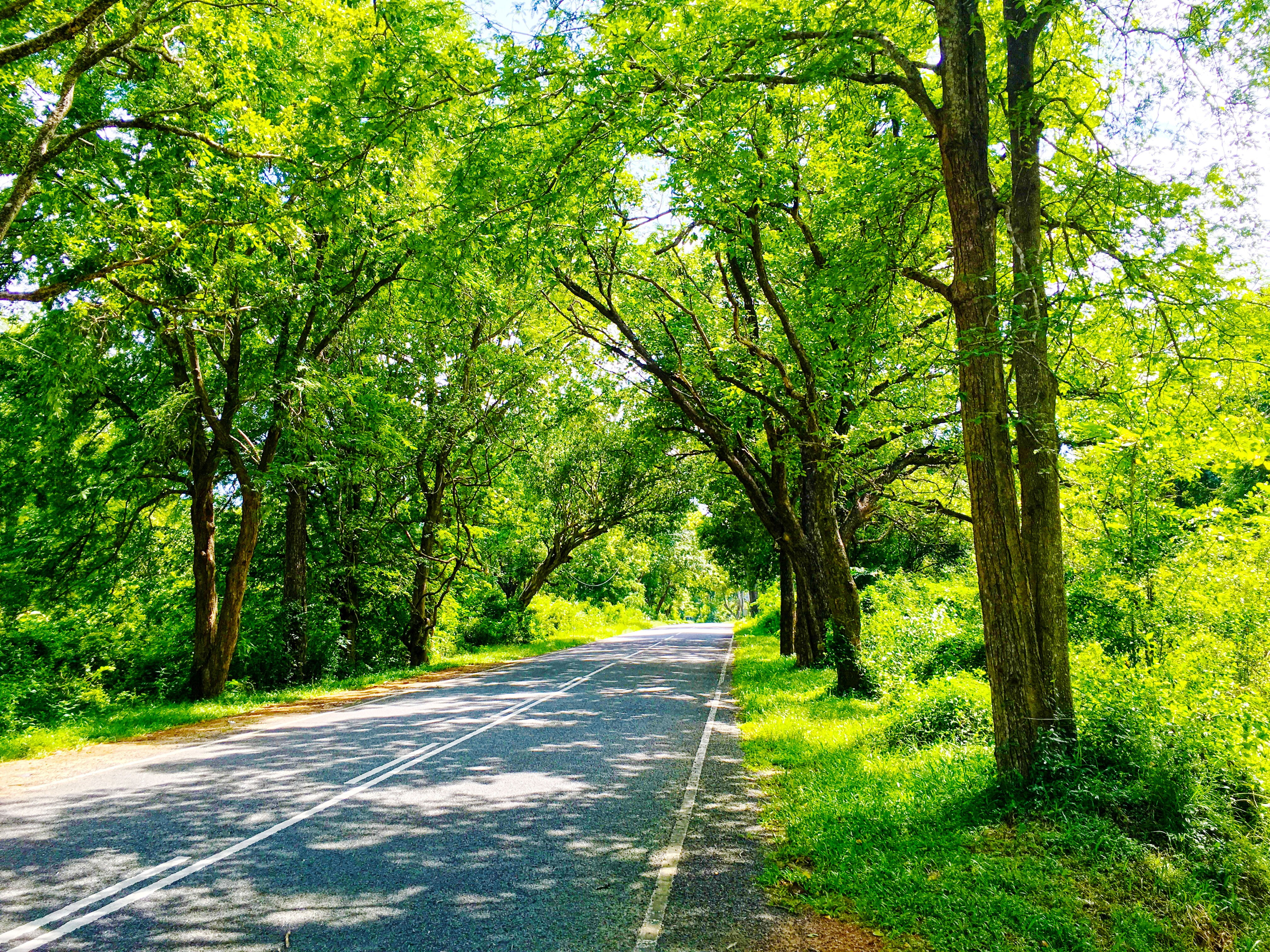 Sri Lanka nature road trees photography green plant color 2k 4k