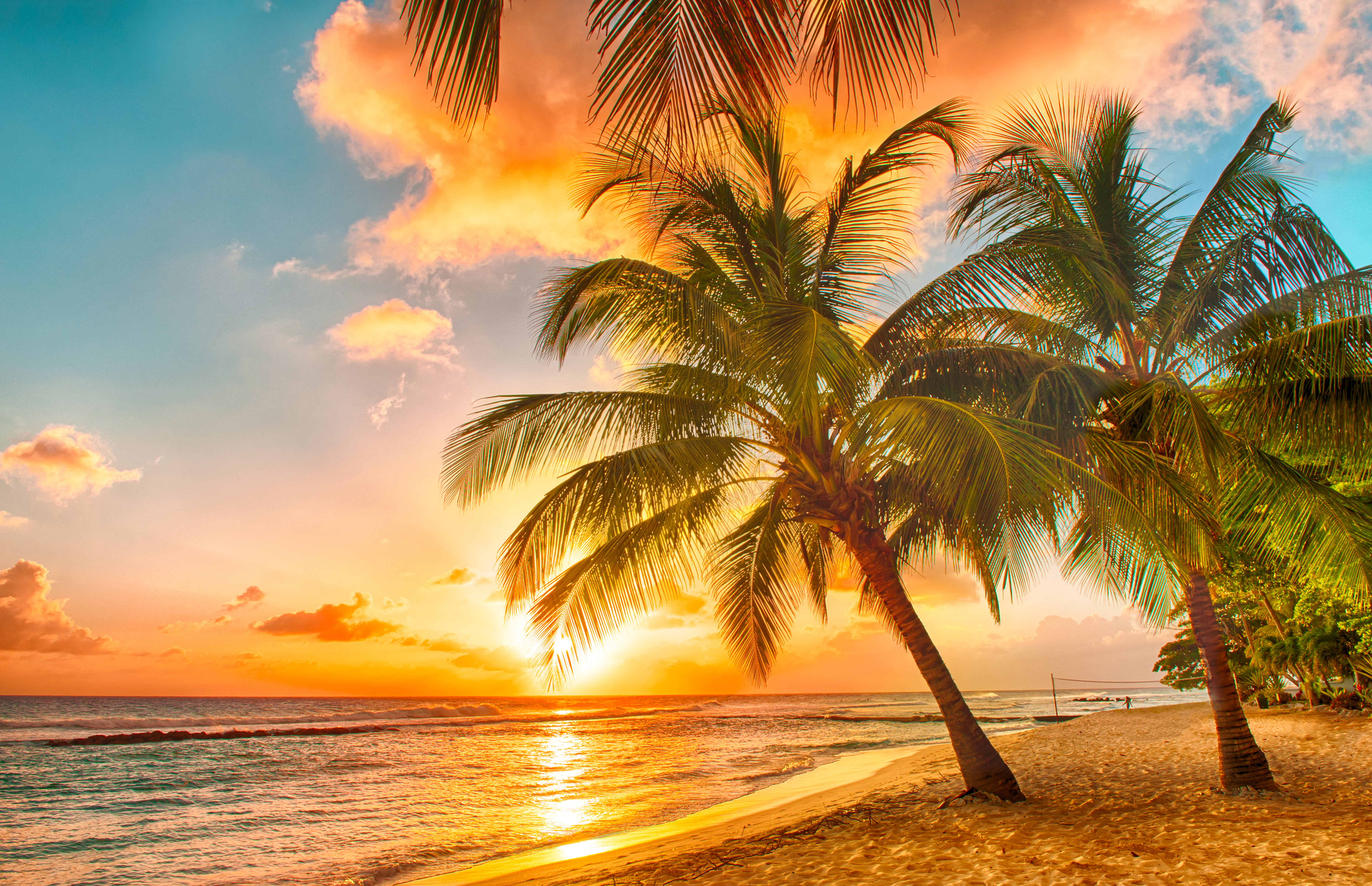 two green coconut trees sand sea beach sunset tropics palm 2k 4k 5k