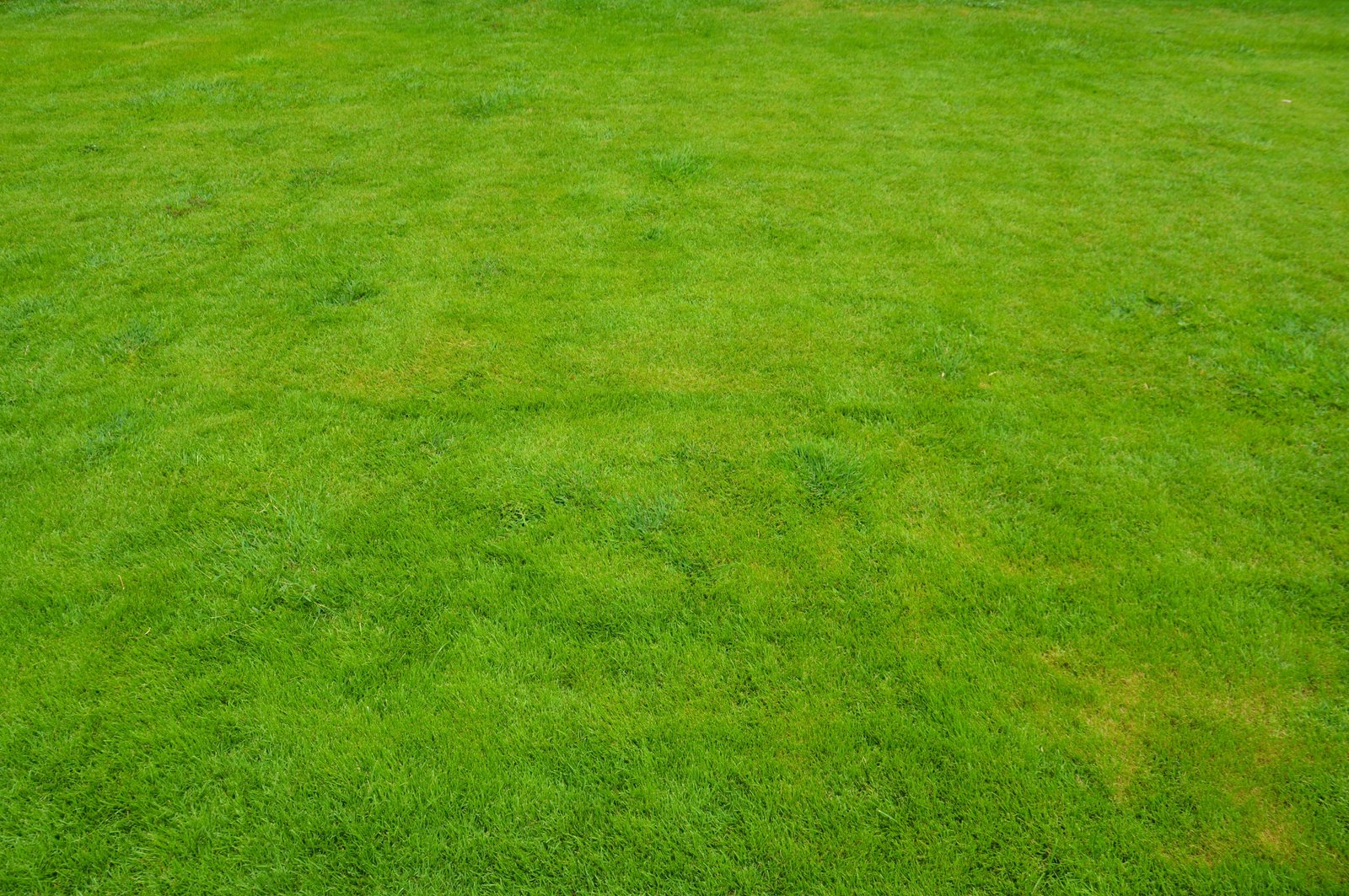 view of green lawn grass summer garden 2k 4k 5k