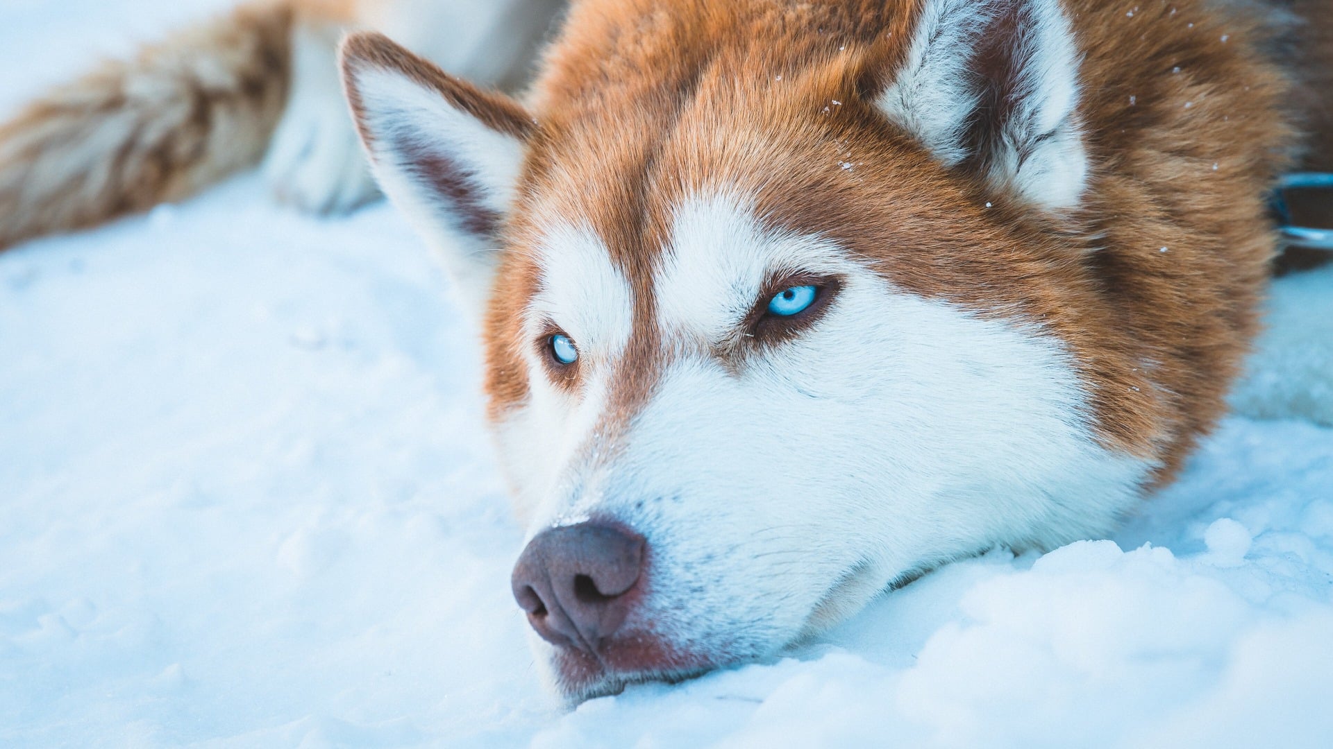 Adorable Siberian Husky Dog 2k