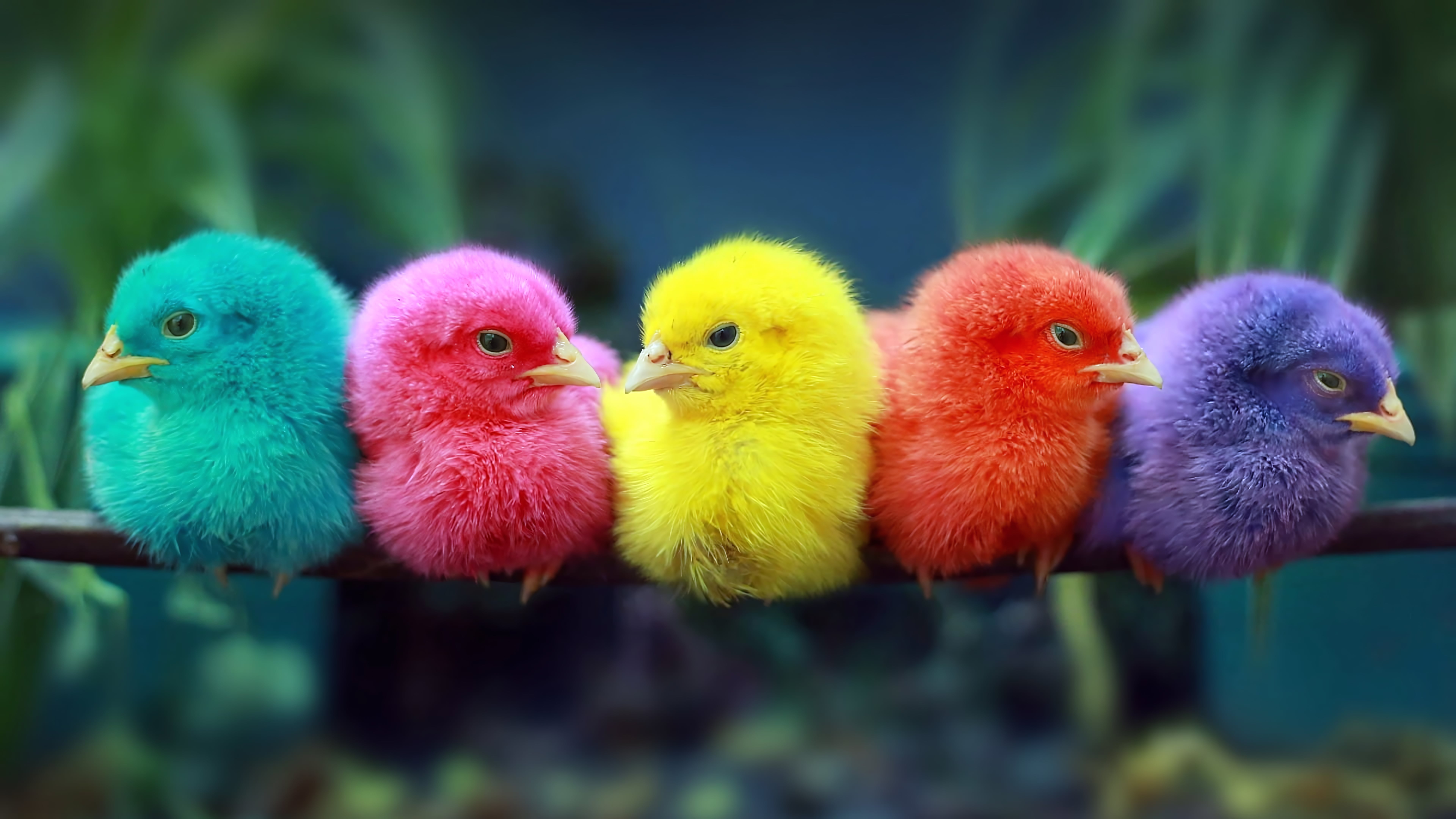 Colorful chicks Cute birds 2k 4k 5k 8k