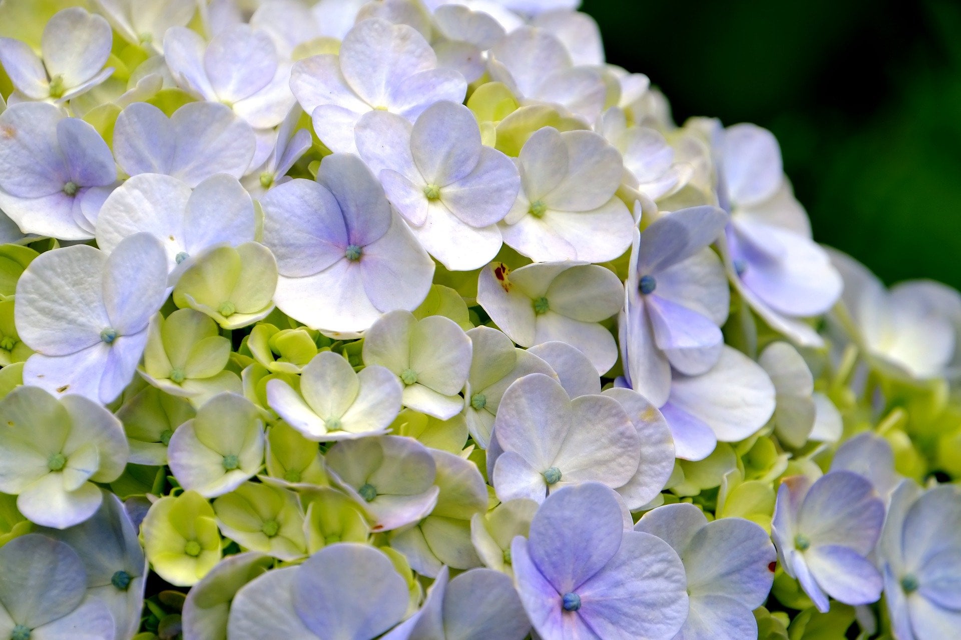 hydrangea flower flora 2k