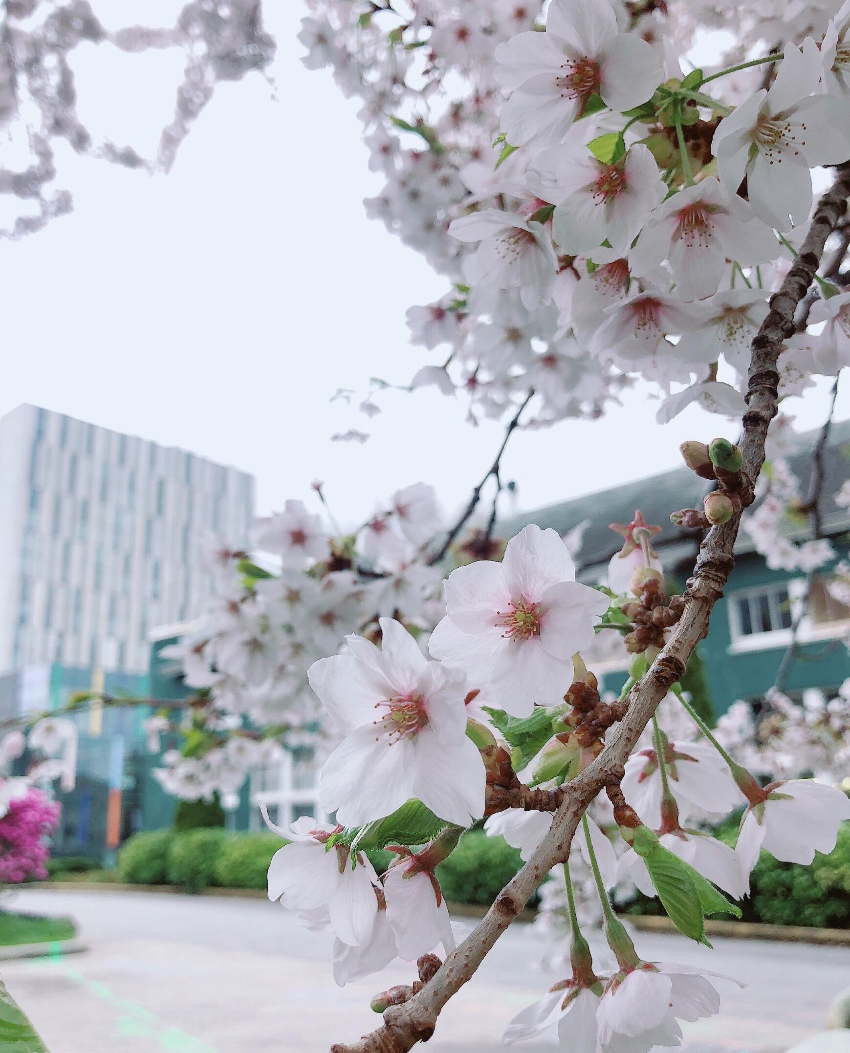 cherry blossoms in Vancouver 2k
