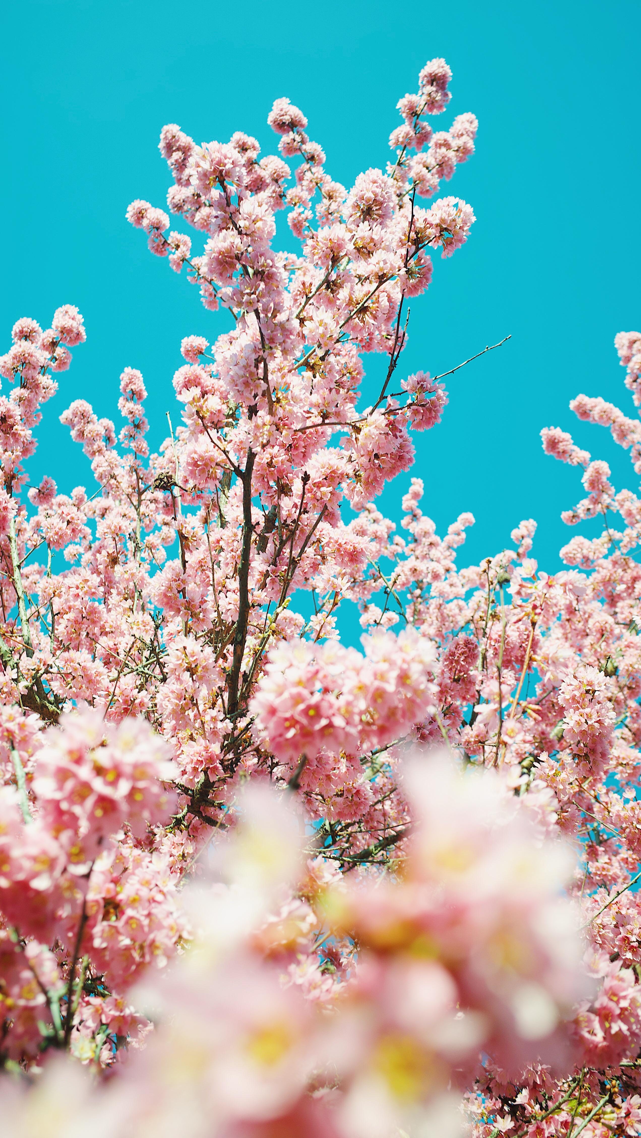 cherry blossom sky blue background mobile 2k