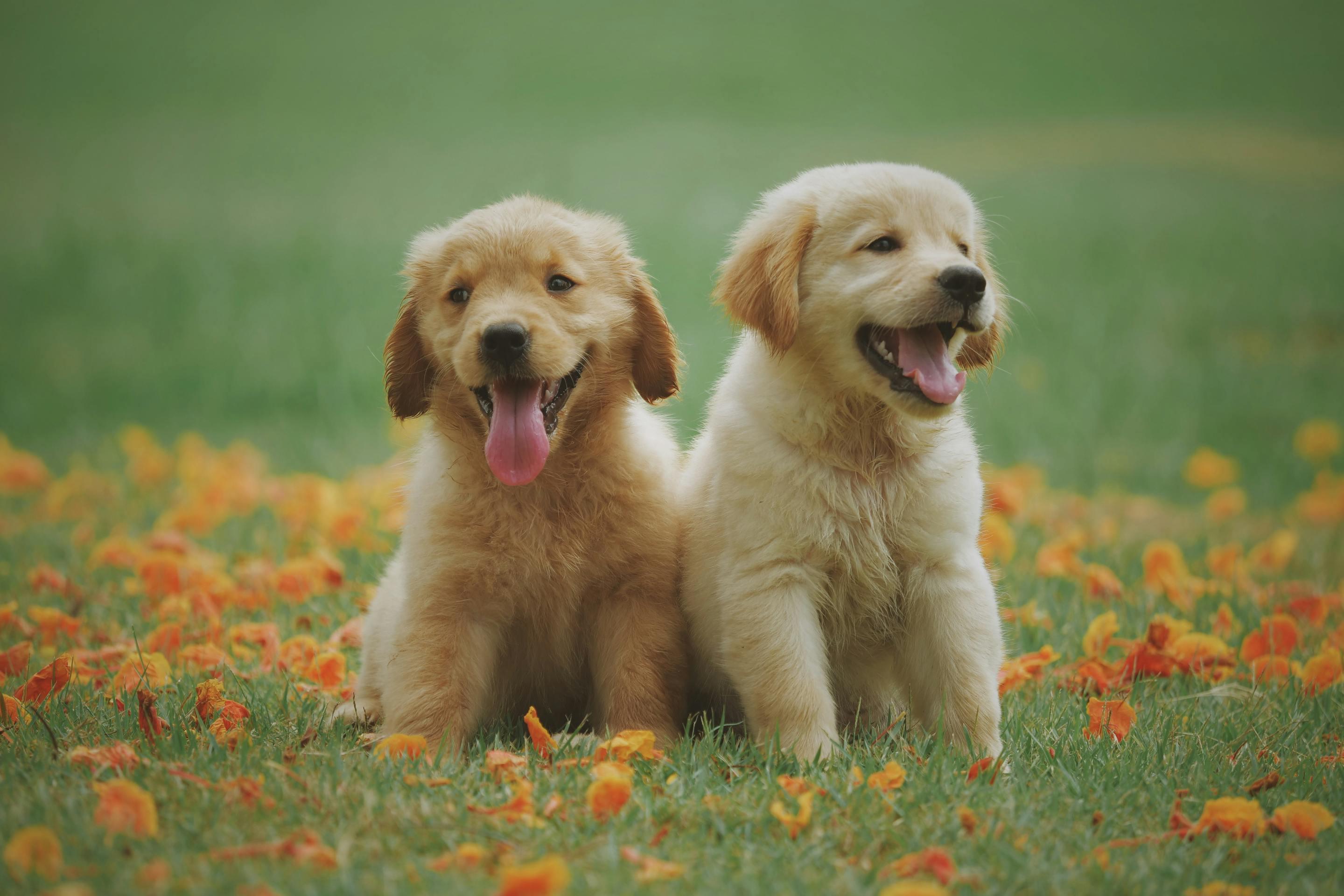 Two Yellow Labrador Retriever Puppies 2k