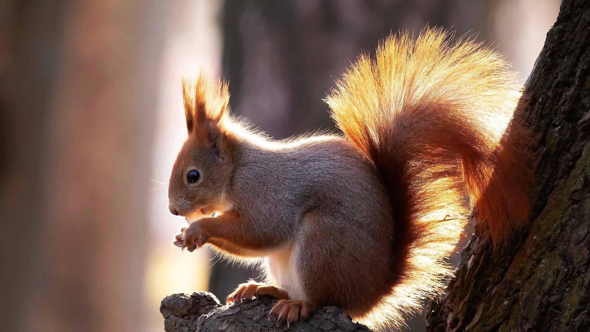 Majestic Squirrel in Nature Stunning Wallpaper 2k
